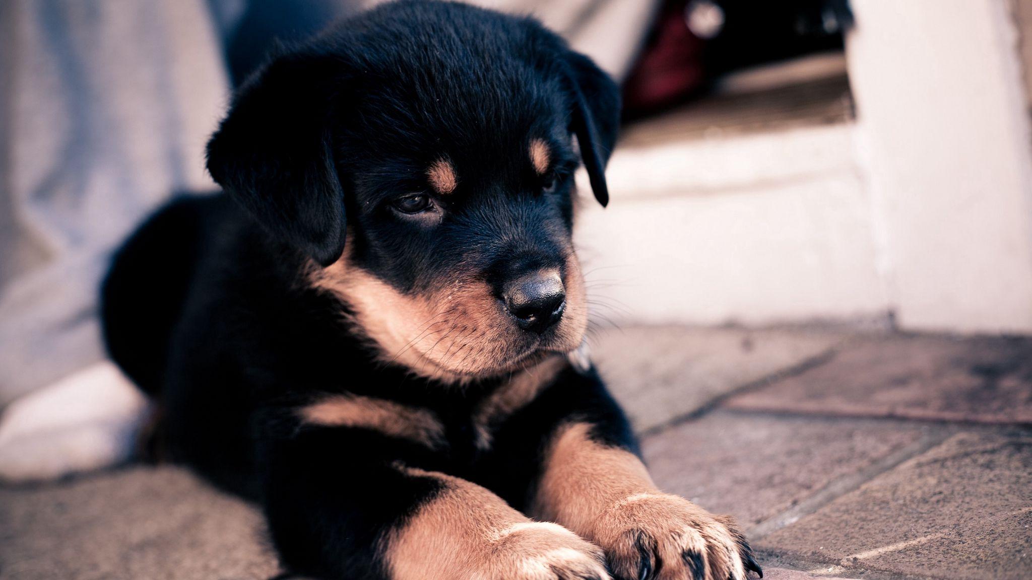 2048x1152 Download wallpaper 2048x1152 rottweiler, puppy, snout ultrawide monitor HD background