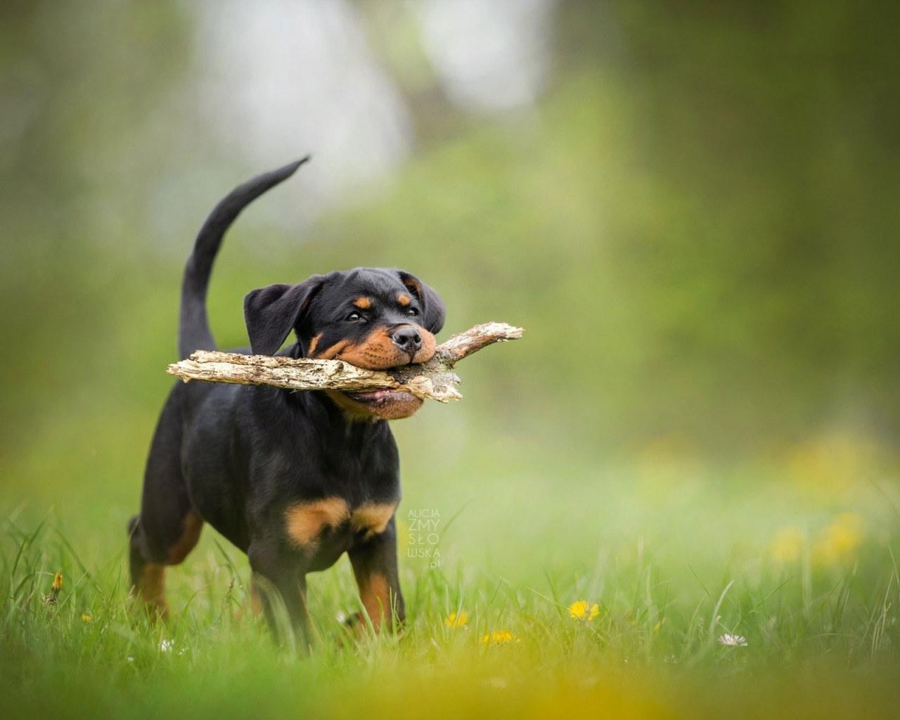 1280x1024 Wallpaper Dogs, Rottweiler, Baby Animal, Blur, Pet, Puppy • Wallpaper For You HD Wallpaper For Desktop & Mobile