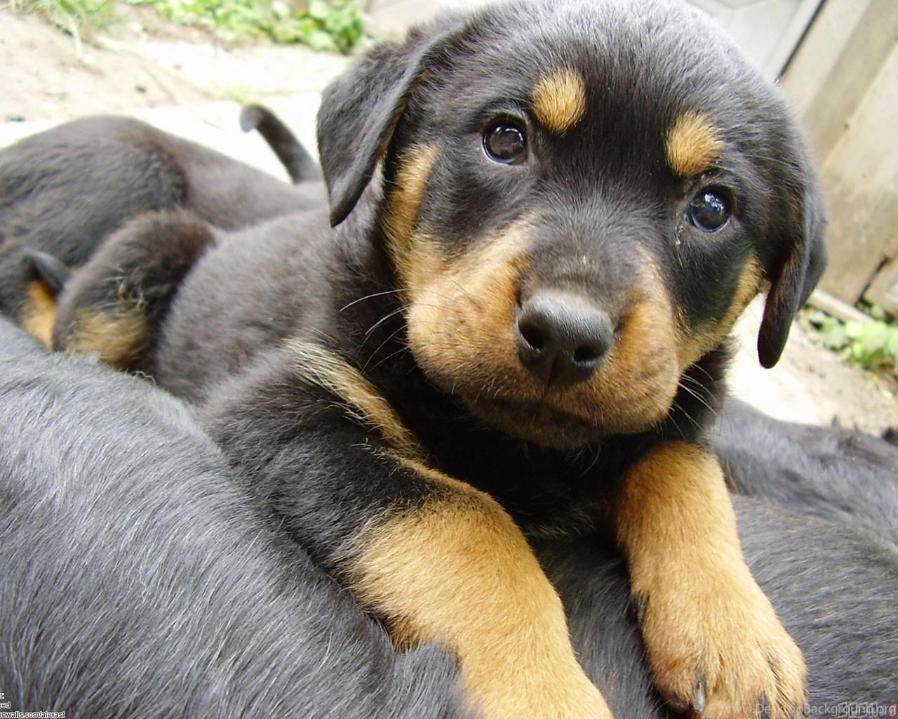 1280x1024 Rottweiler Puppy Wallpaper Desktop Background
