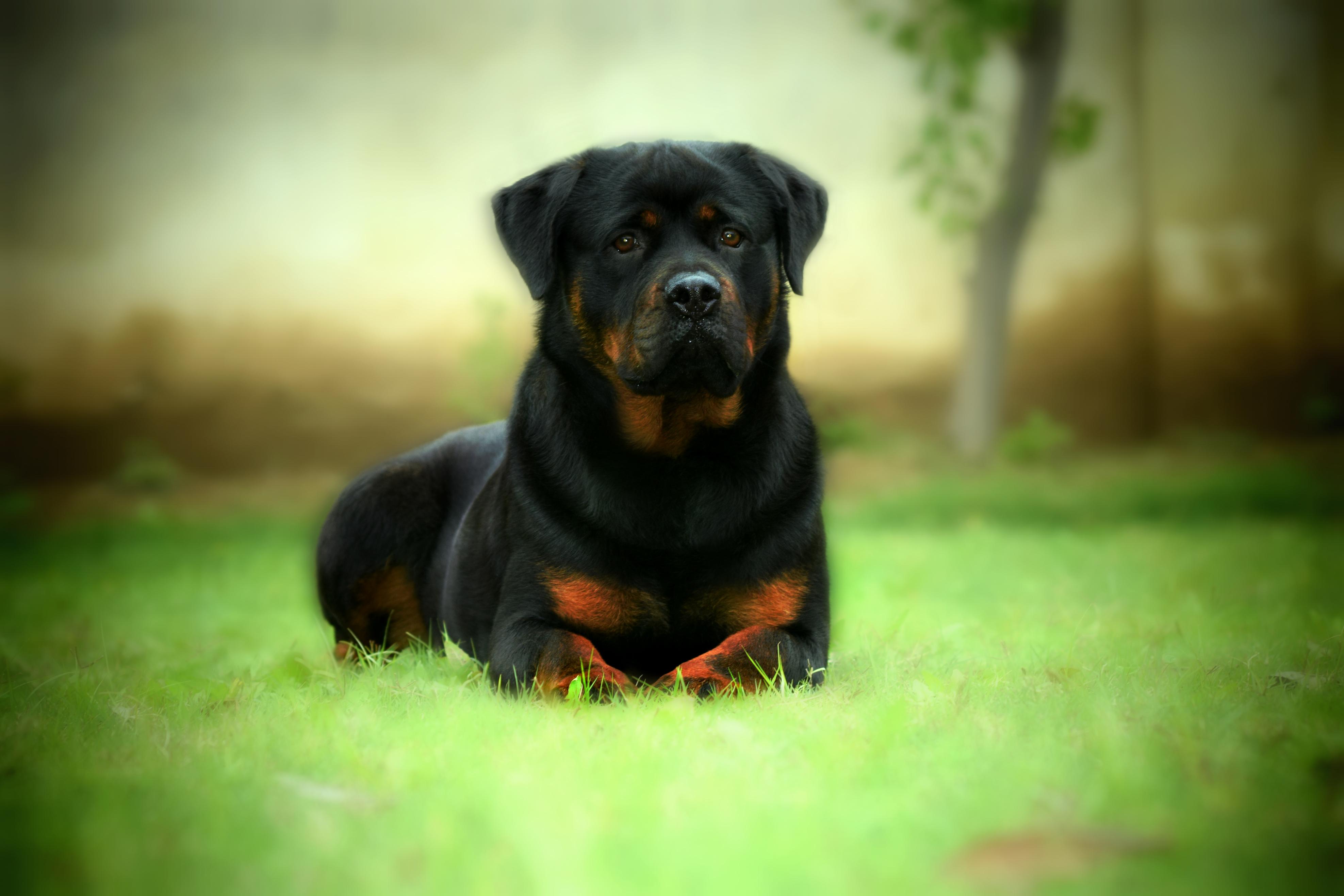 3950x2633 Rottweiler Background. Dangerous Rottweiler Wallpaper, Rottweiler Puppy Wallpaper and Tough Rottweiler Wallpaper