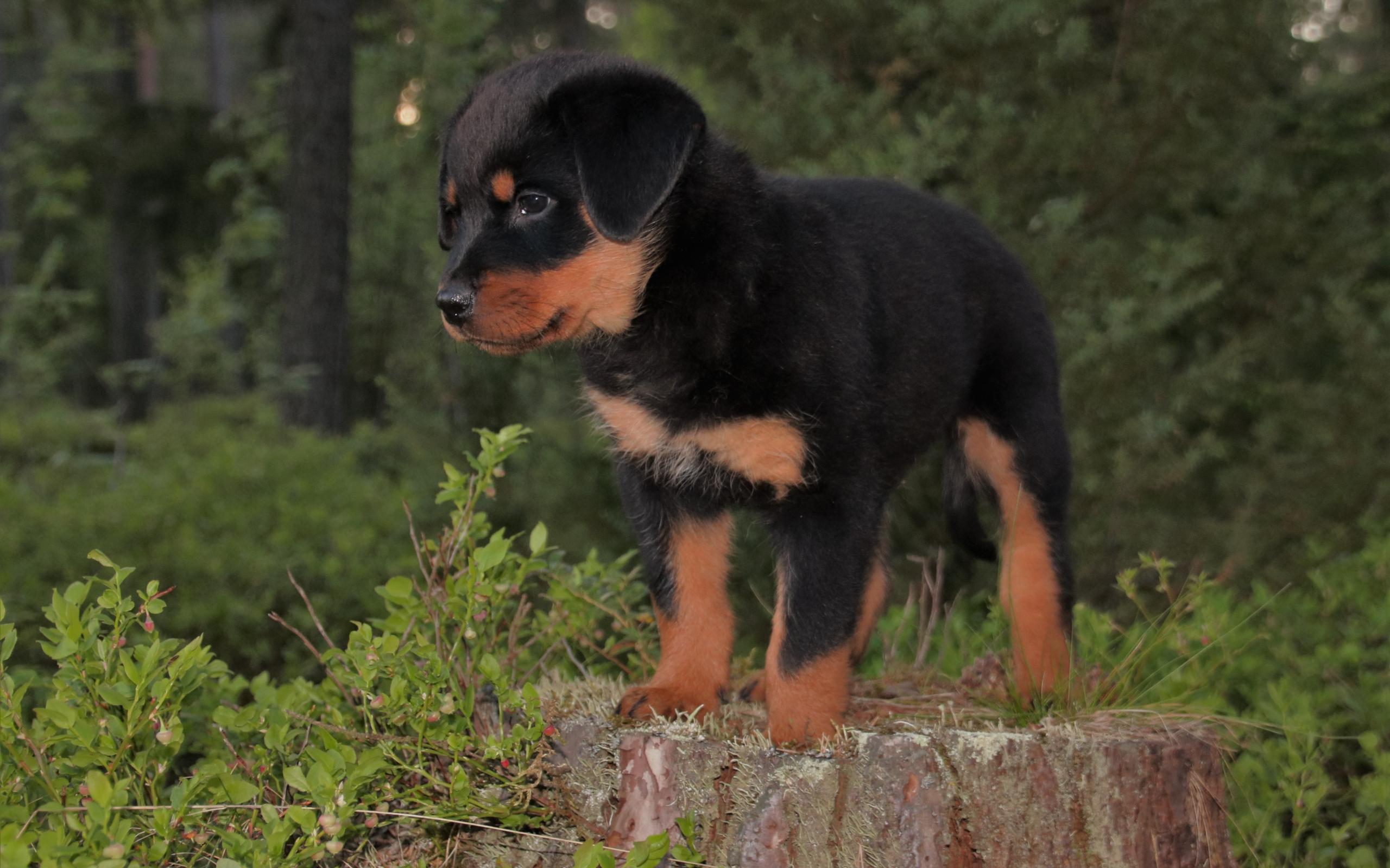 2560x1600 Desktop Wallpaper Rottweiler, Dog, Puppy, 4k, HD Image, Picture, Background, Cb381f