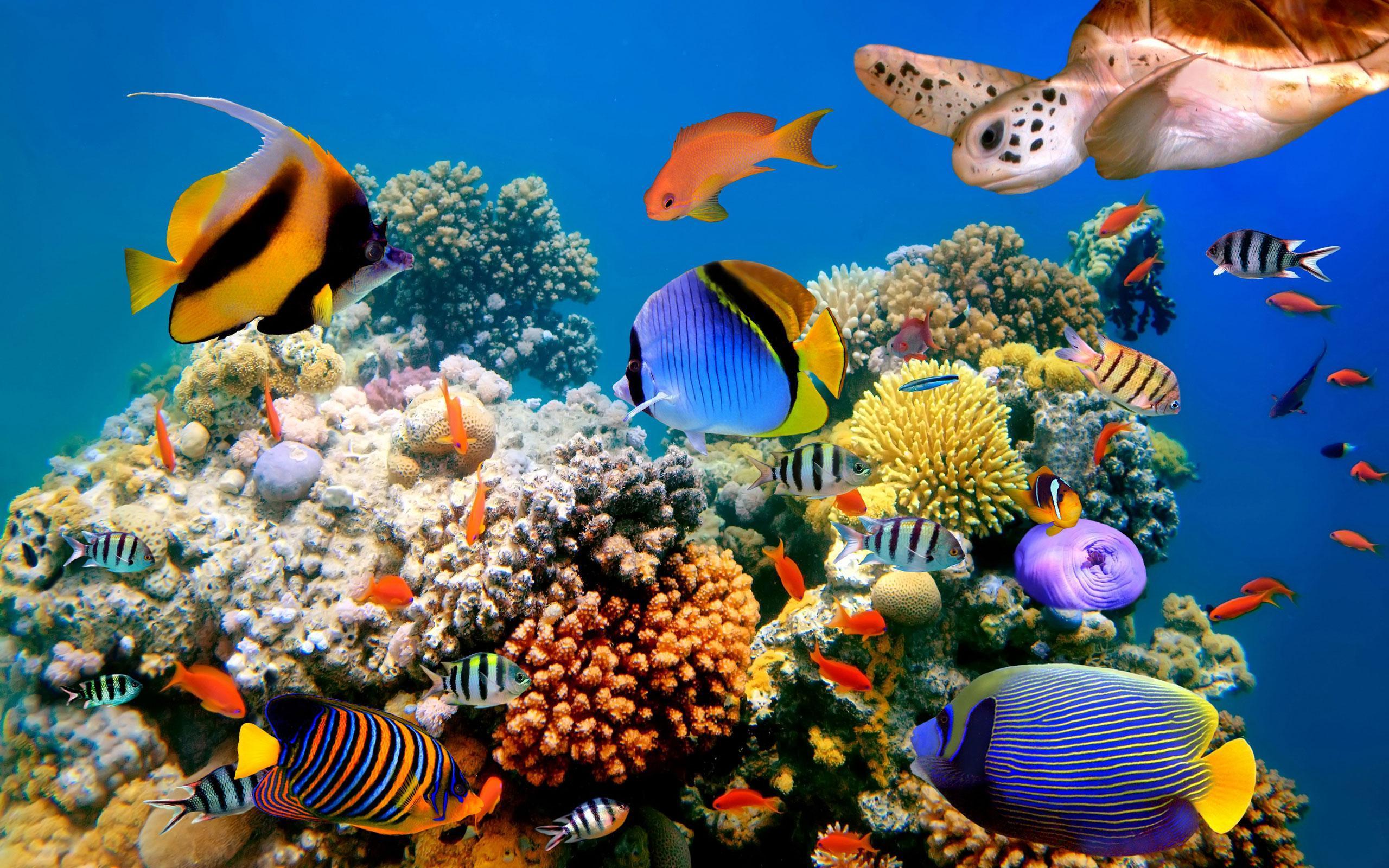 2560x1600 Coral Live Wallpaper for Android