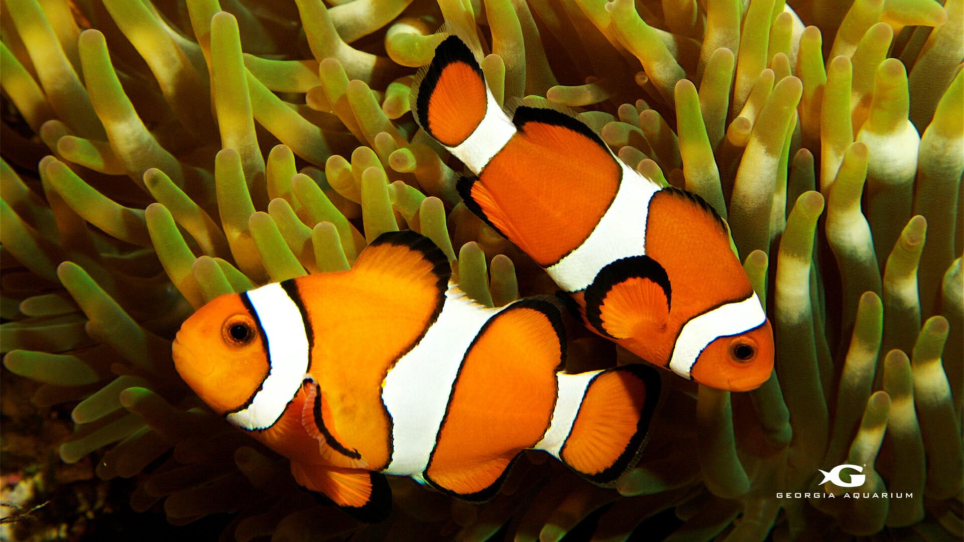 Cute Coral Wallpapers Top Free Cute Coral Backgrounds WallpaperAccess