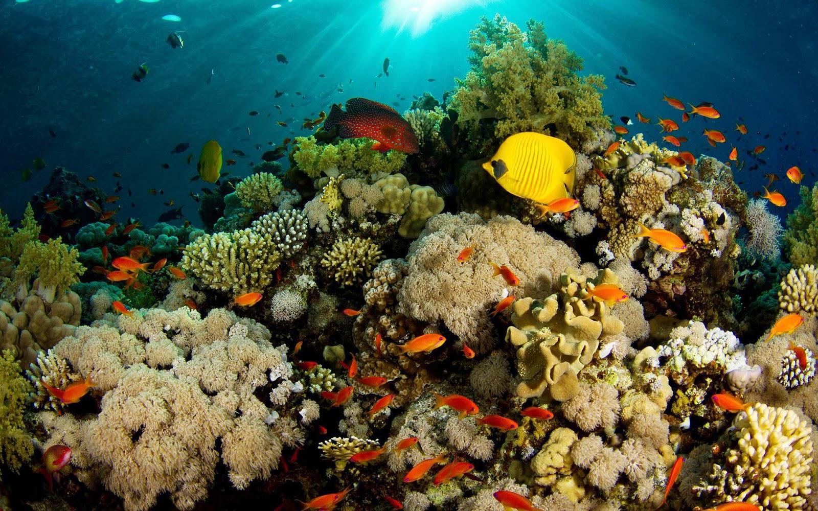 1600x1000 Beautiful Coral Reef Wallpaper