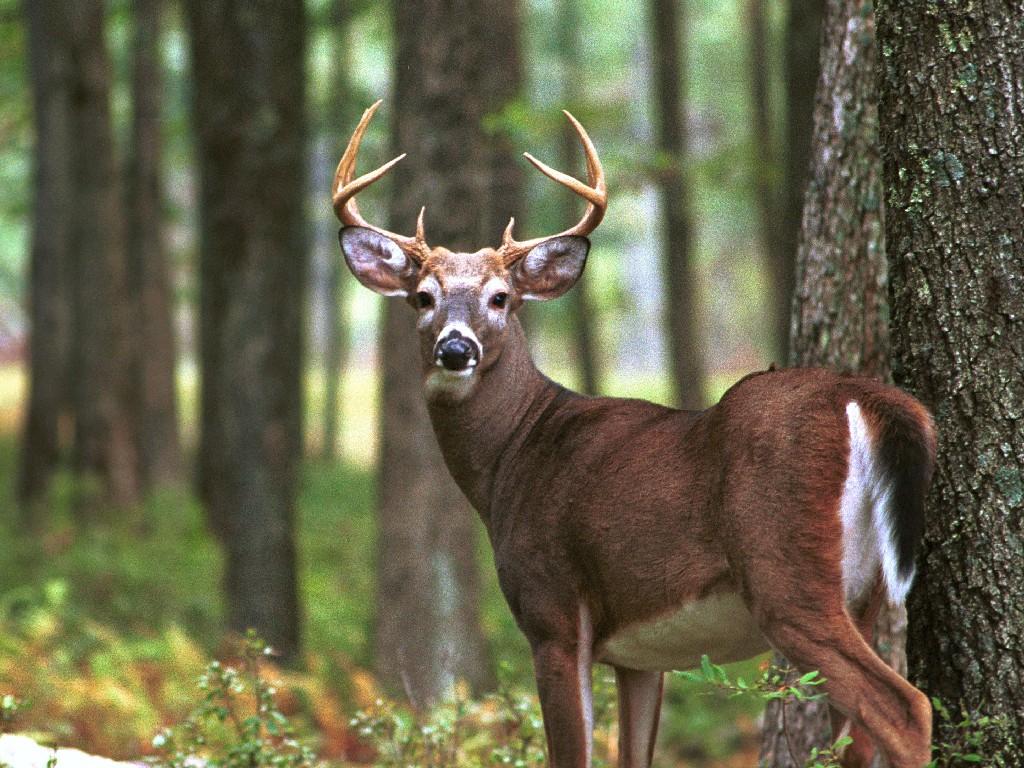 1024x768 Whitetail Deer wallpaperx768
