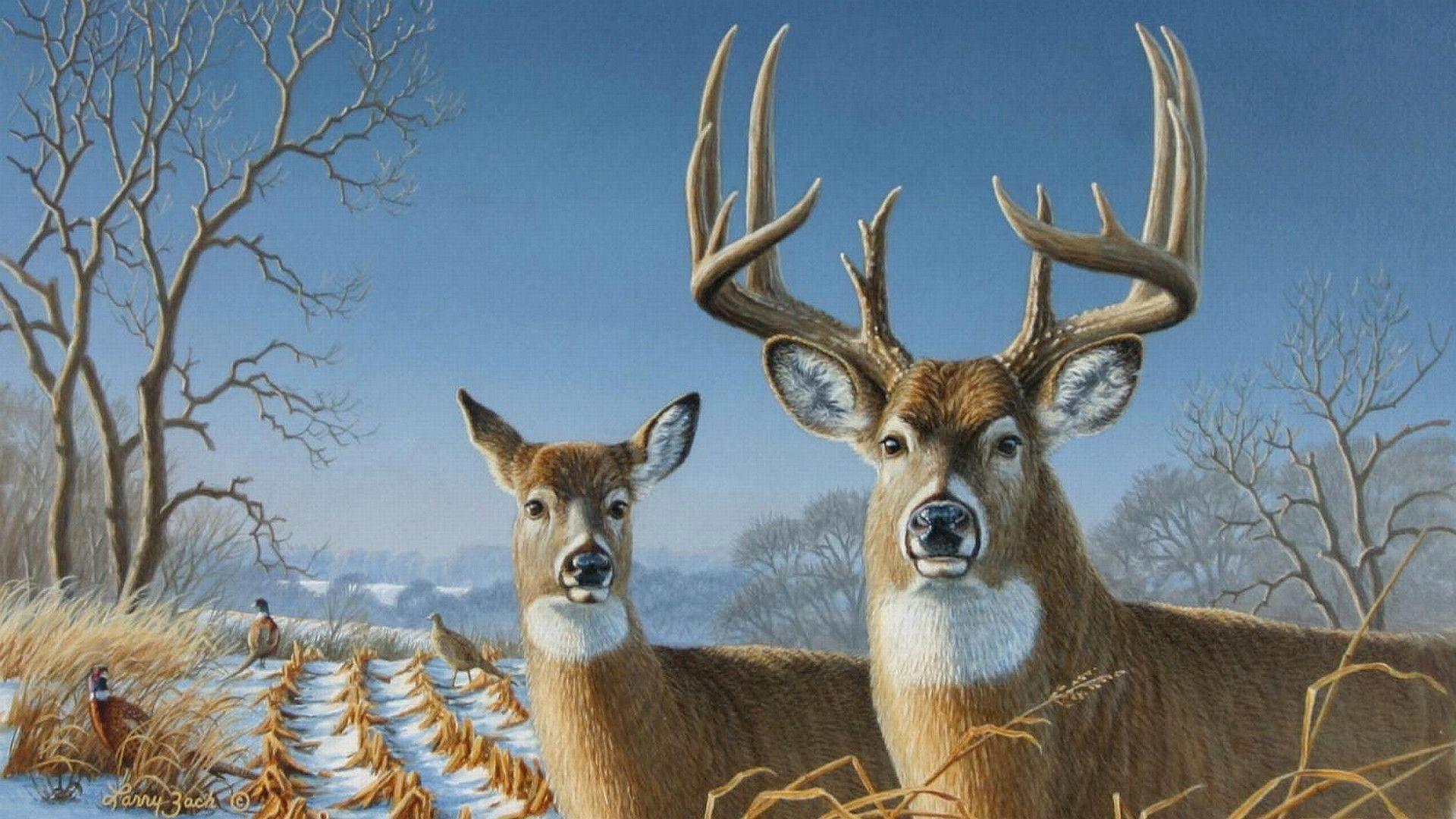 1920x1080 Whitetail Deer Wallpaper Inspirational Whitetail Deer Background for You of The Hudson
