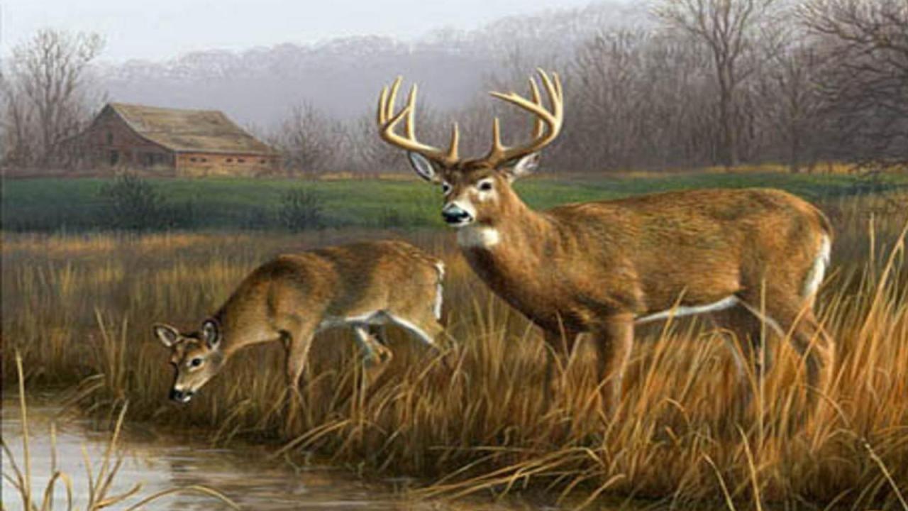 1280x720 Whitetail Buck Deer Wallpaper. HD. Deer artwork, Deer painting, Deer wallpaper