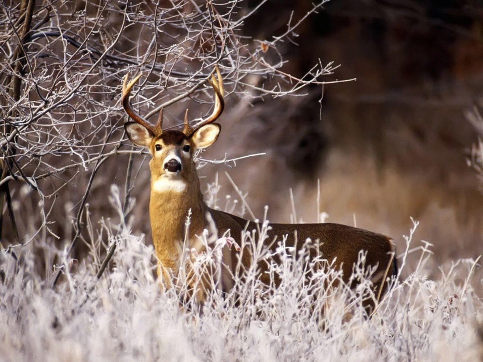 1600x1200 Whitetail Deer Desktop Background
