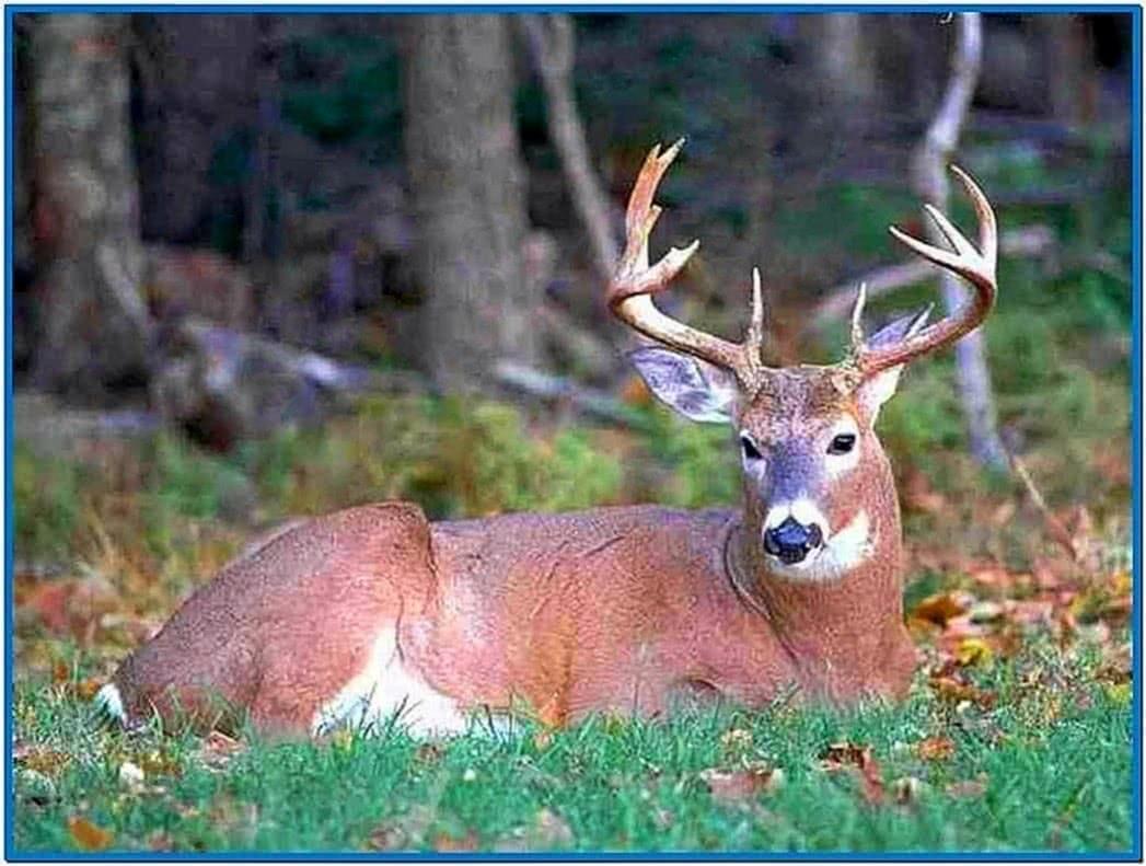 1047x791 Whitetail Deer Screensavers.biz