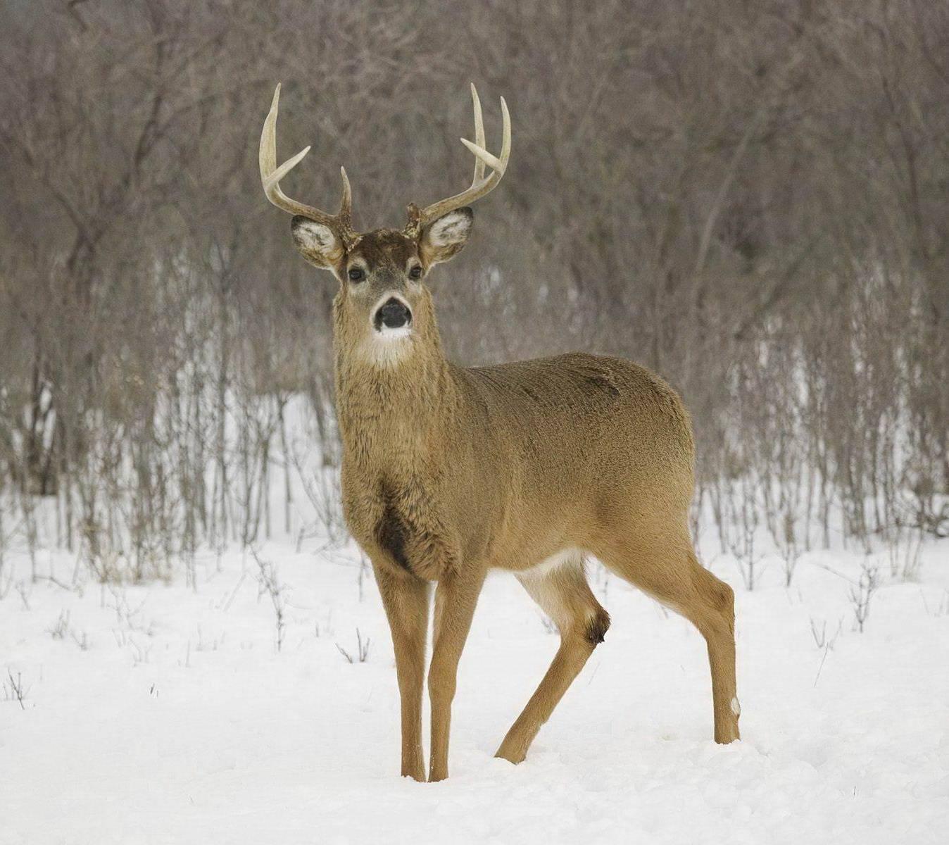1348x1200 White Tail Deer wallpaper