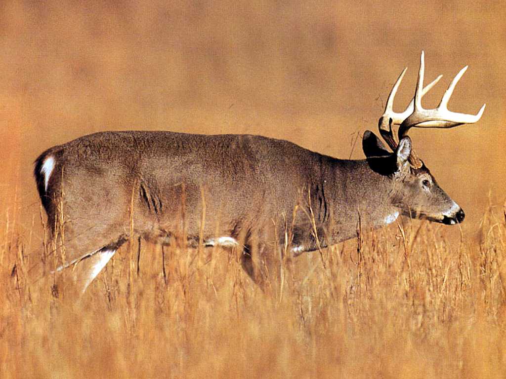 1024x768 Free Whitetail Deer Wallpaper
