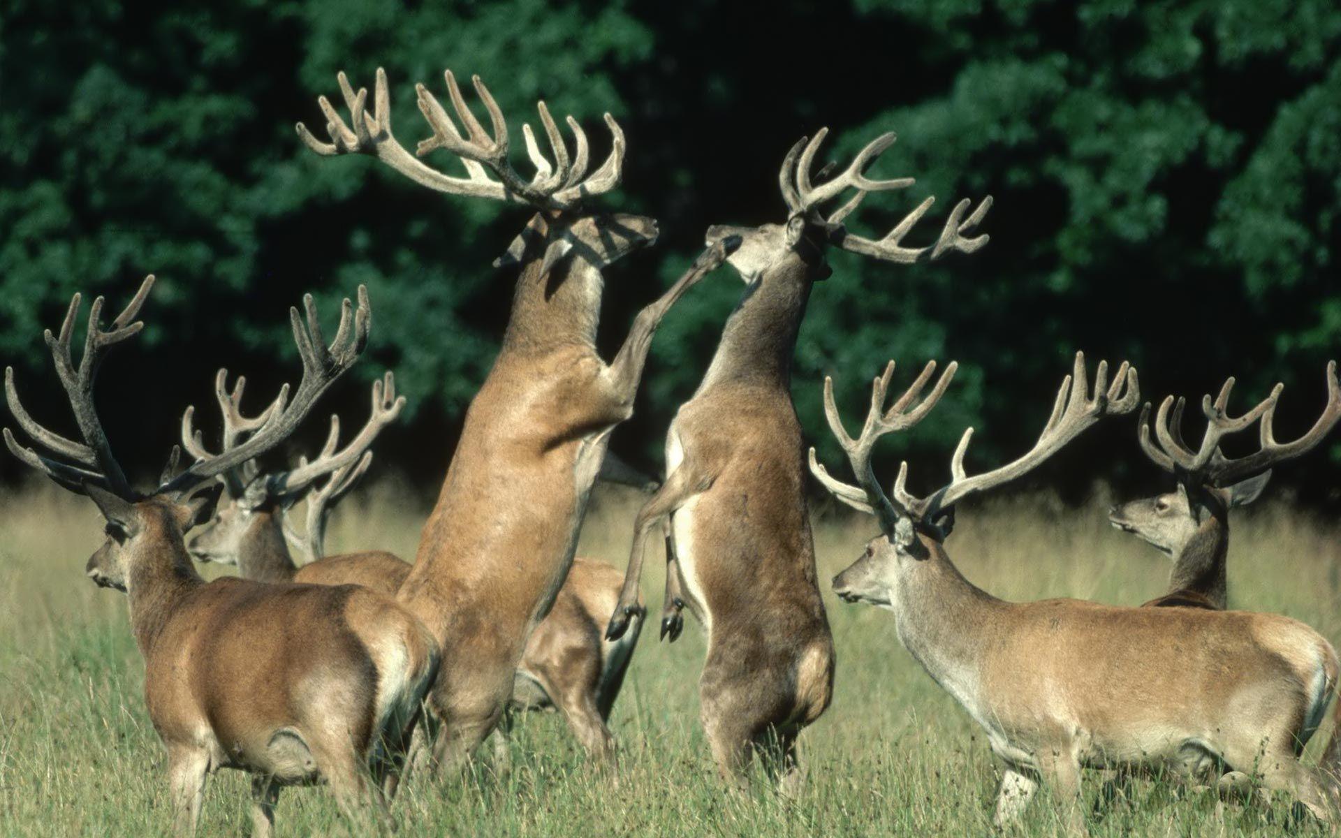 1920x1200 Deer. Whitetail deer, Animals, Deer