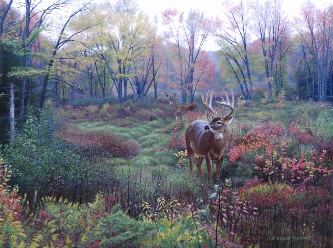 1271x946 Whitetail Deer Wallpaper Beautiful Whitetail Deer Background 2019 of The Hudson