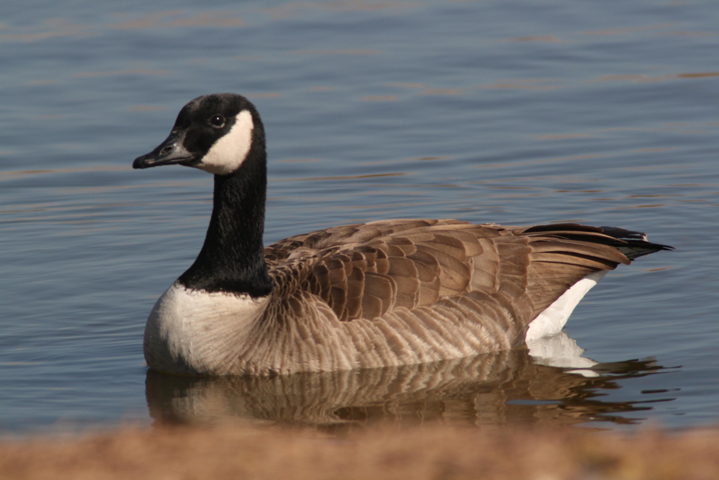 2816x1880 Goose HD Wallpaper and Background
