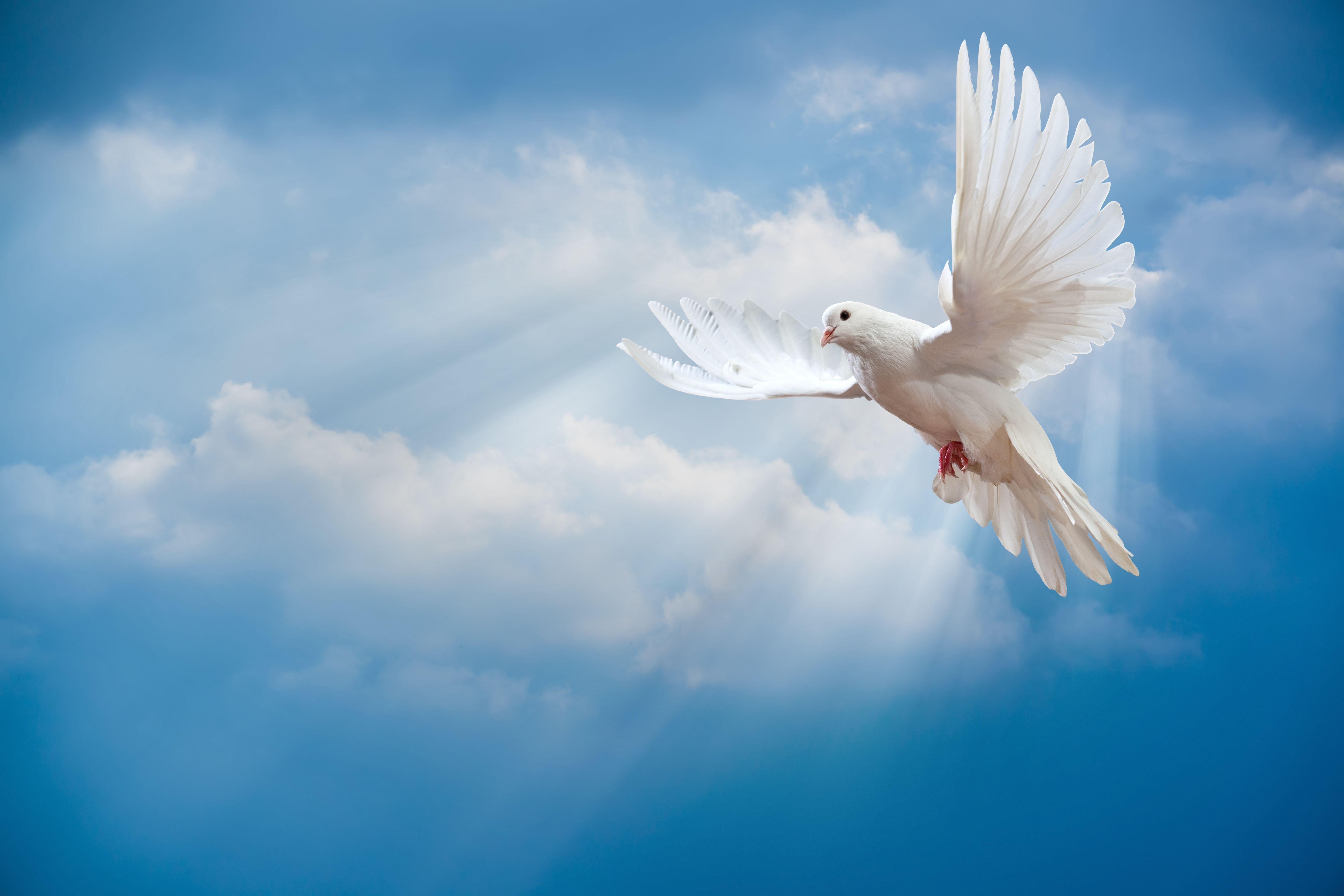 6000x4000 Download wallpaper dove, peace, sky, pigeon, white, sunrays, white dove, bird, peace, animals resolution 6000x4000. Dove picture, White doves, Bird