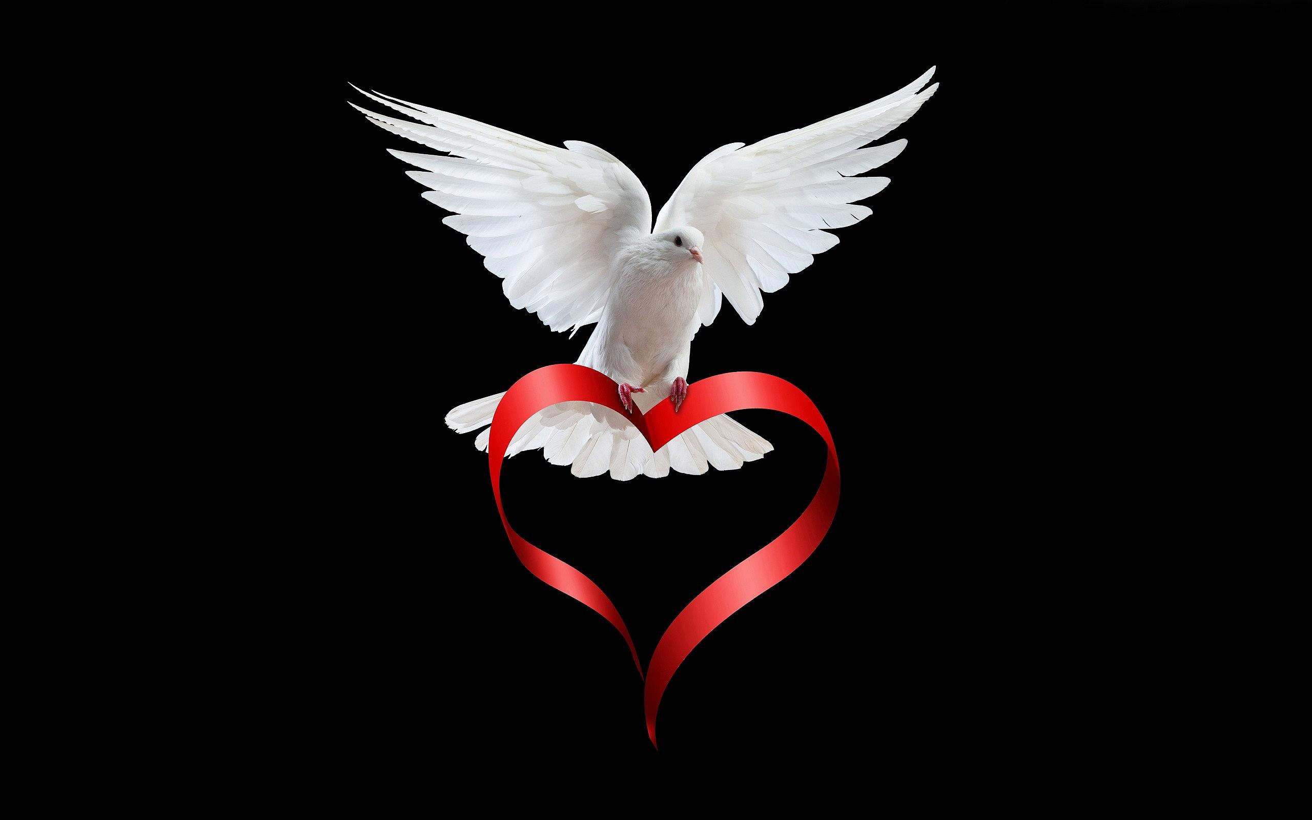 2560x1600 Love white Dove
