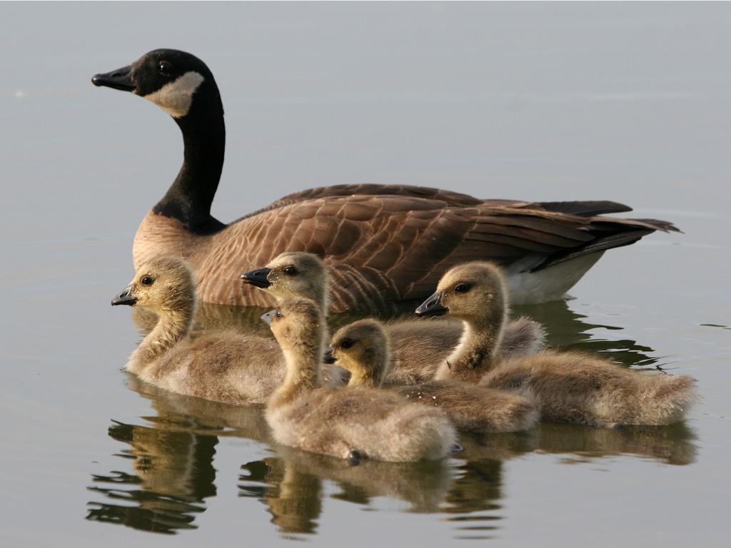1024x768 Canada Geese Wallpaper. .com