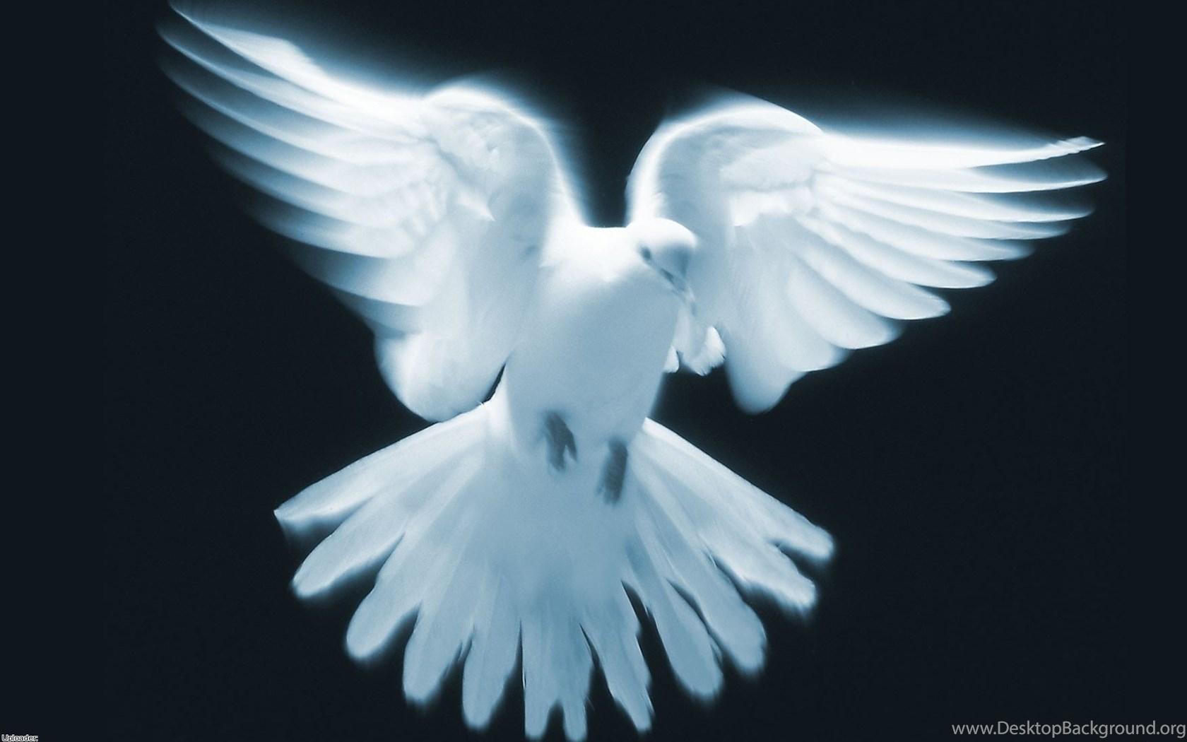 White Dove Wallpapers Top Free White Dove Backgrounds Wallpaperaccess