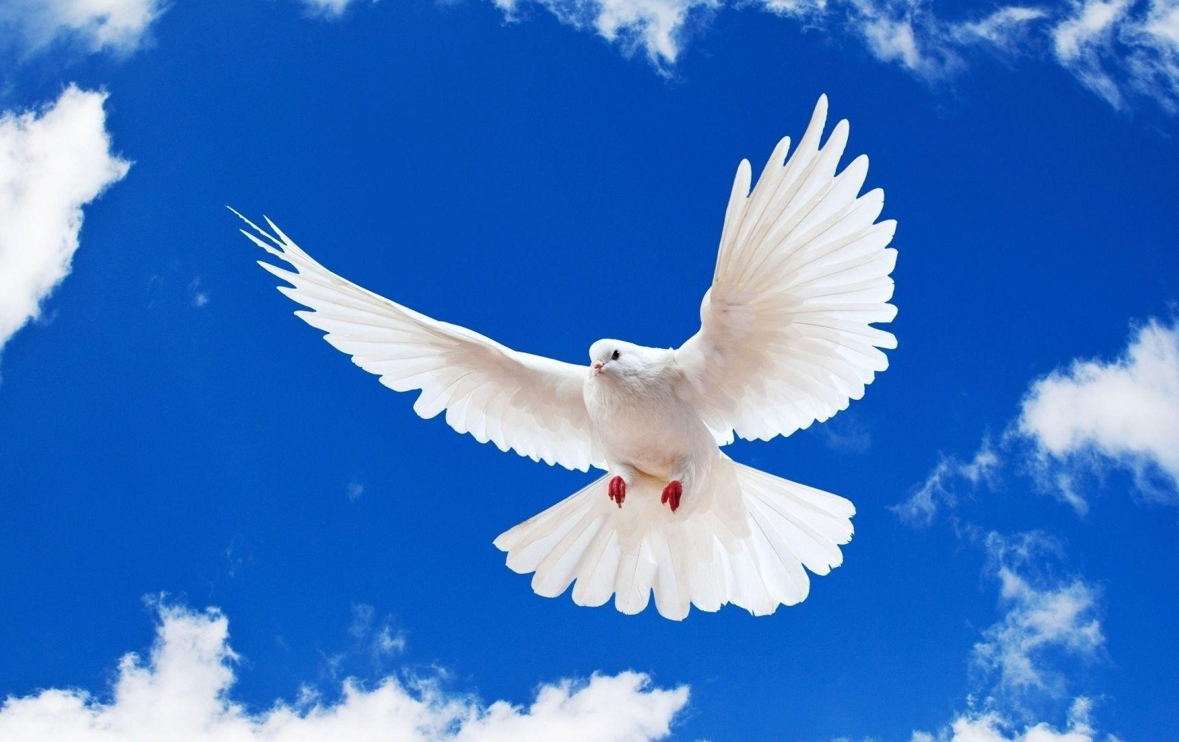 1716x1080 Blue Sky White Dove Flying New Desktop Wallpaper In Hd Free. Bird Wallpaper, Dove Image, Birds Flying