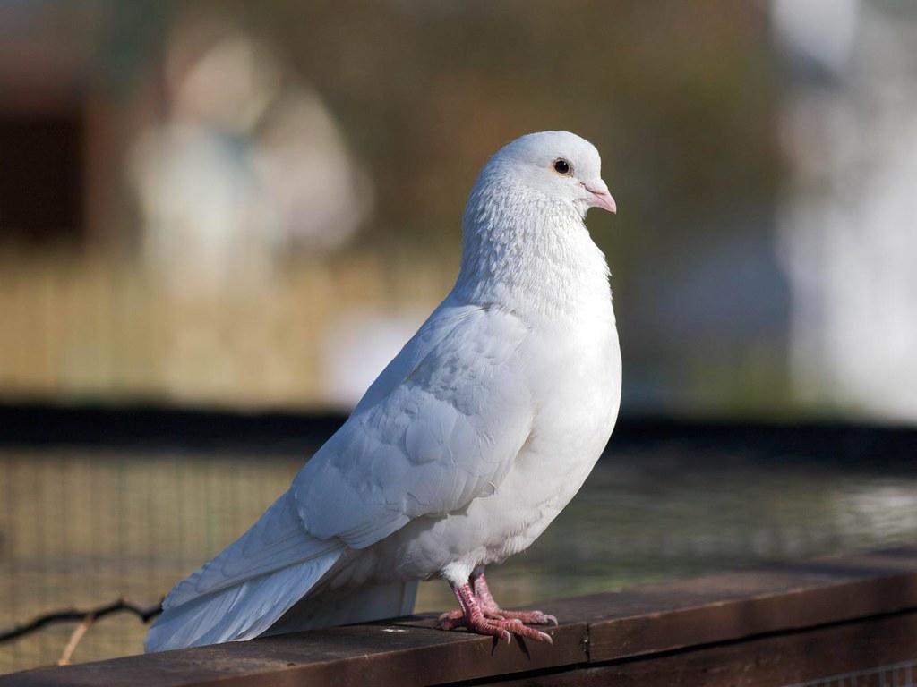 1024x768 White Dove Wide Hd Wallpaper