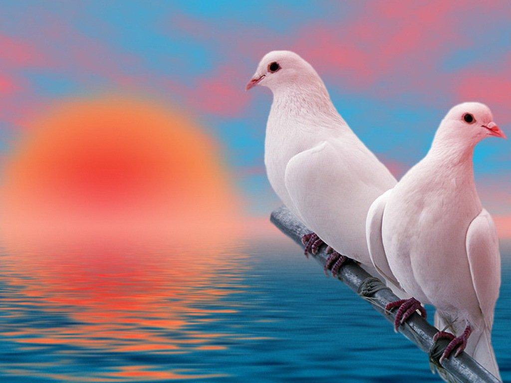1024x768 Free download Cool Animals Picture White Dove Background Wallpaper For Your [1024x768] for your Desktop, Mobile & Tablet. Explore Dove Wallpaper. White Dove Wallpaper, Lonesome Dove Wallpaper, Doves Wallpaper Desktop