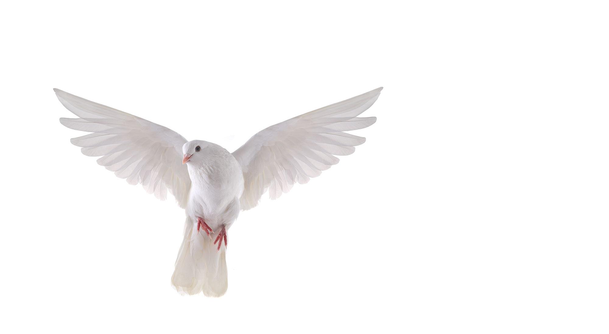 2000x1099 Dove wallpaper, Animal, HQ Dove pictureK Wallpaper 2019