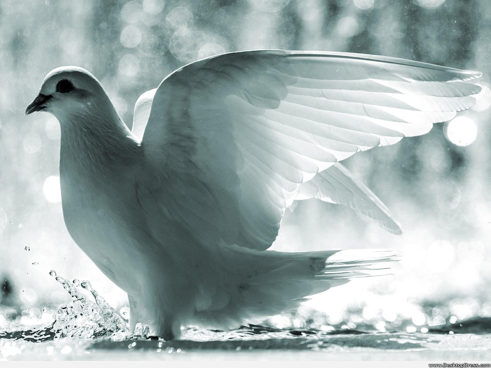1600x1200 Desktop Wallpaper Animals Background White Dove
