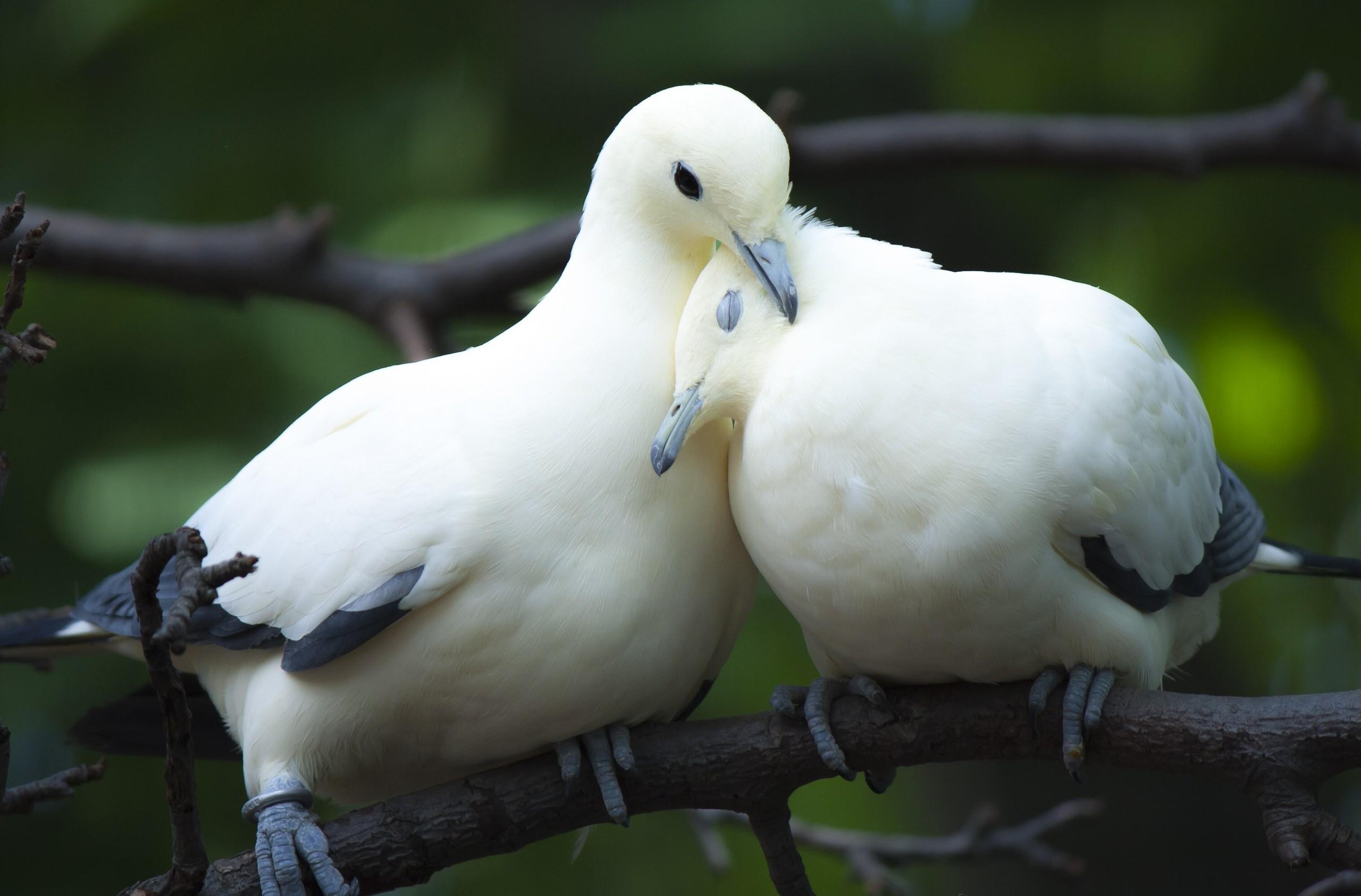 2560x1685 Dove HD Wallpaper and Background Image