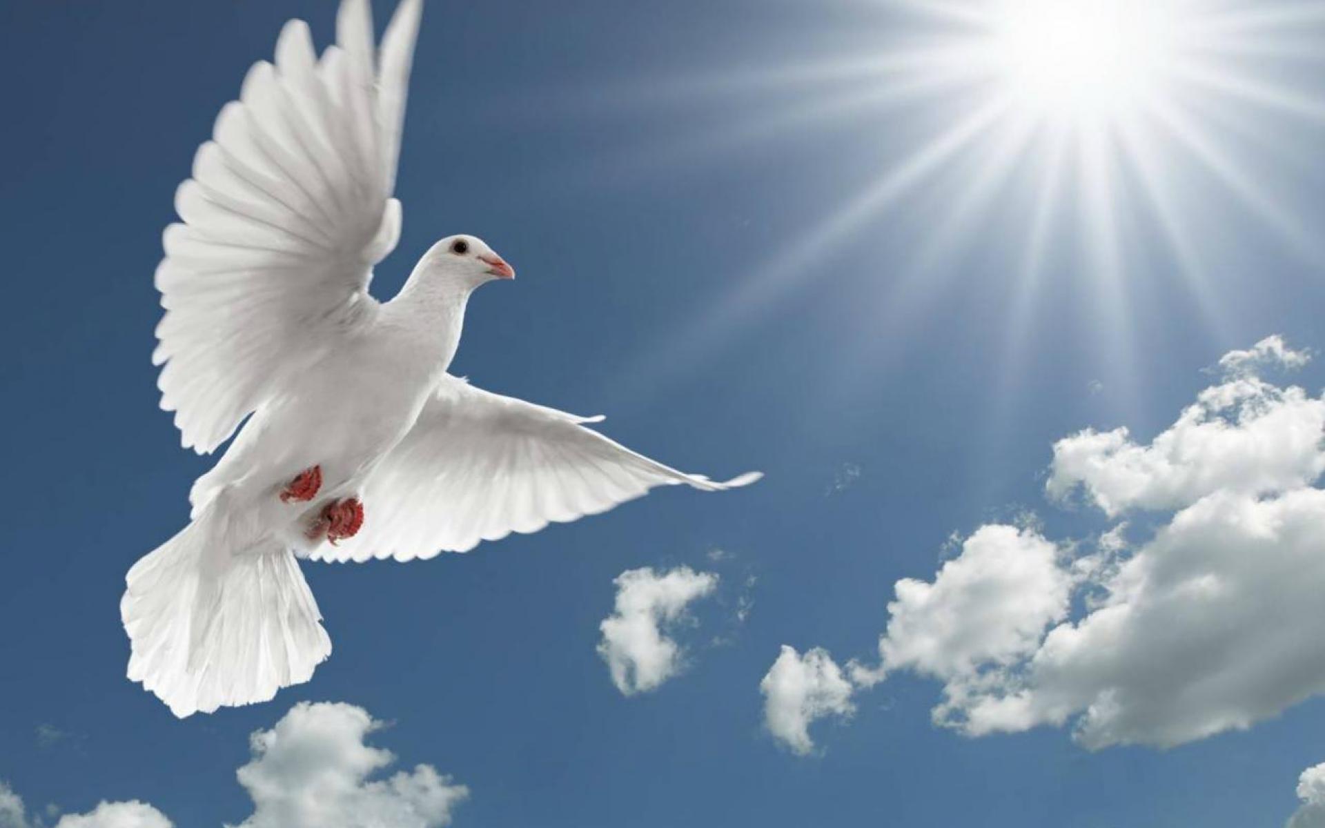 1920x1200 image of doves: Dove Wallpaper Love Heaven Background