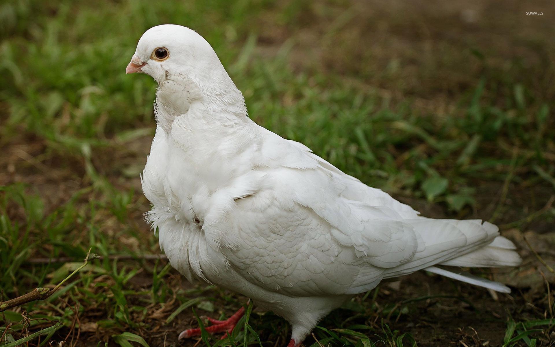 1920x1200 White dove wallpaper wallpaper