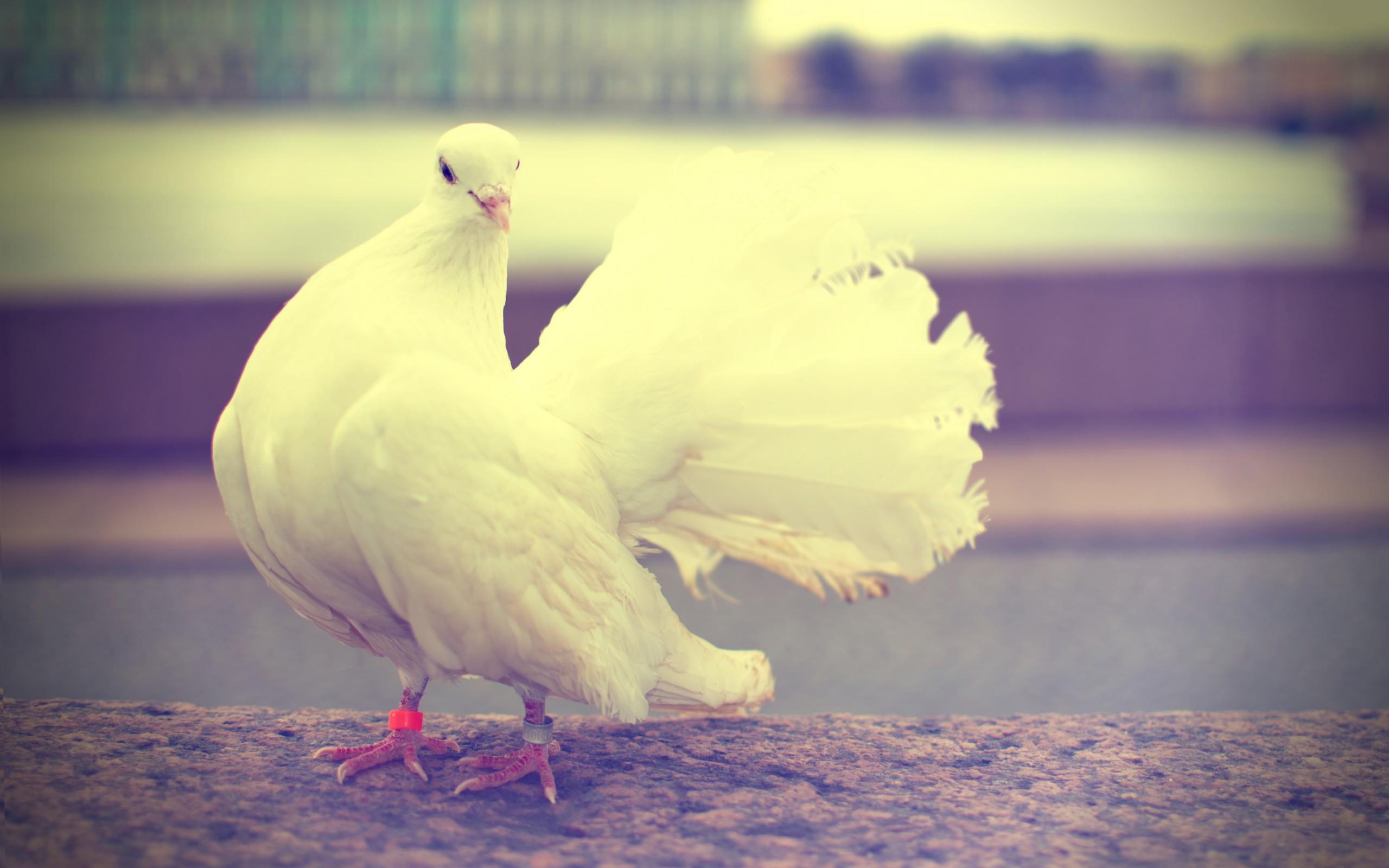 2560x1600 Free download Download White Dove Wallpaper [2560x1600] for your Desktop, Mobile & Tablet. Explore Doves Wallpaper Desktop. White Dove Wallpaper, Lonesome Dove Wallpaper, Songbird Dove Wallpaper