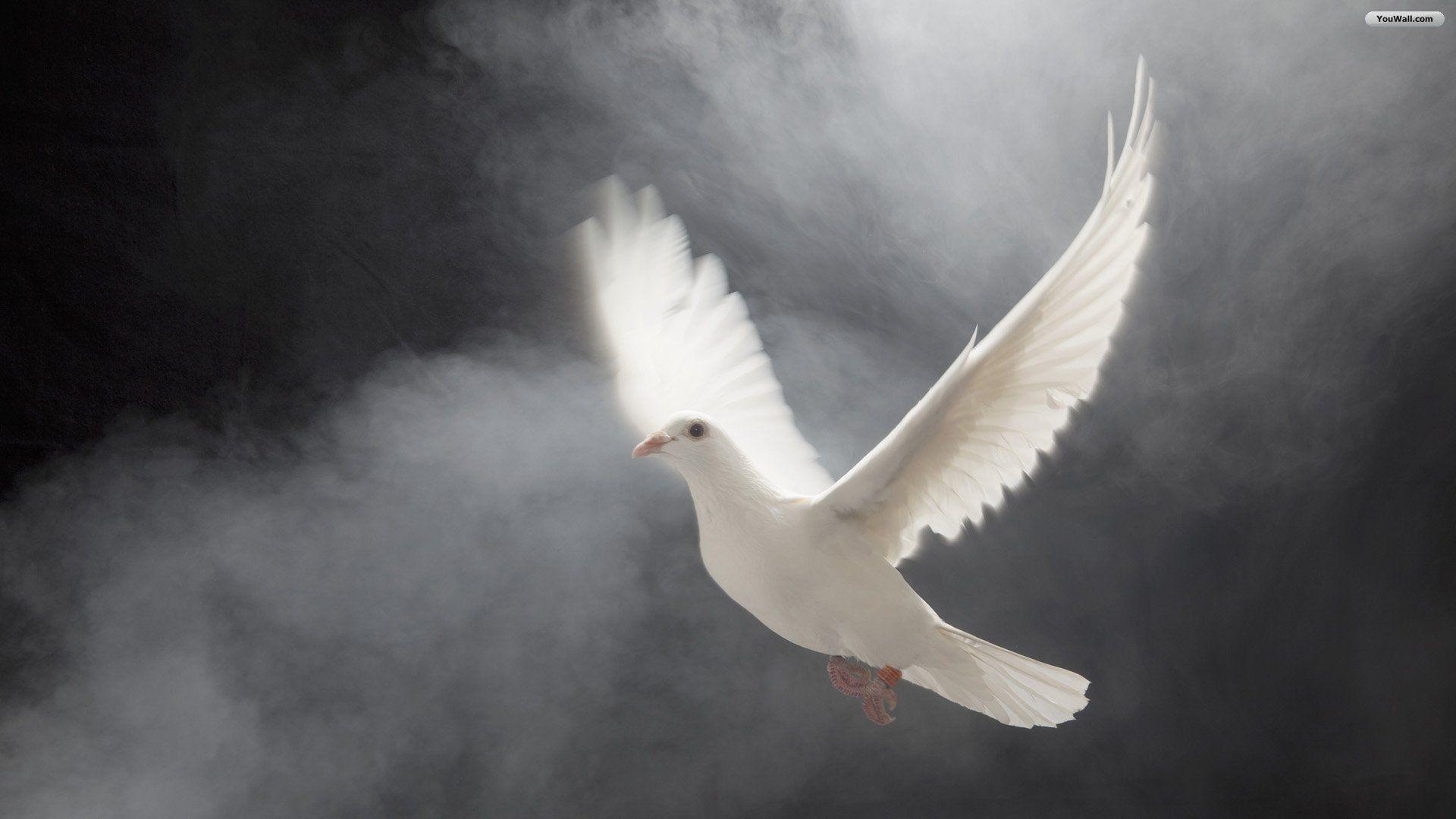 1920x1080 Dove Wallpaper