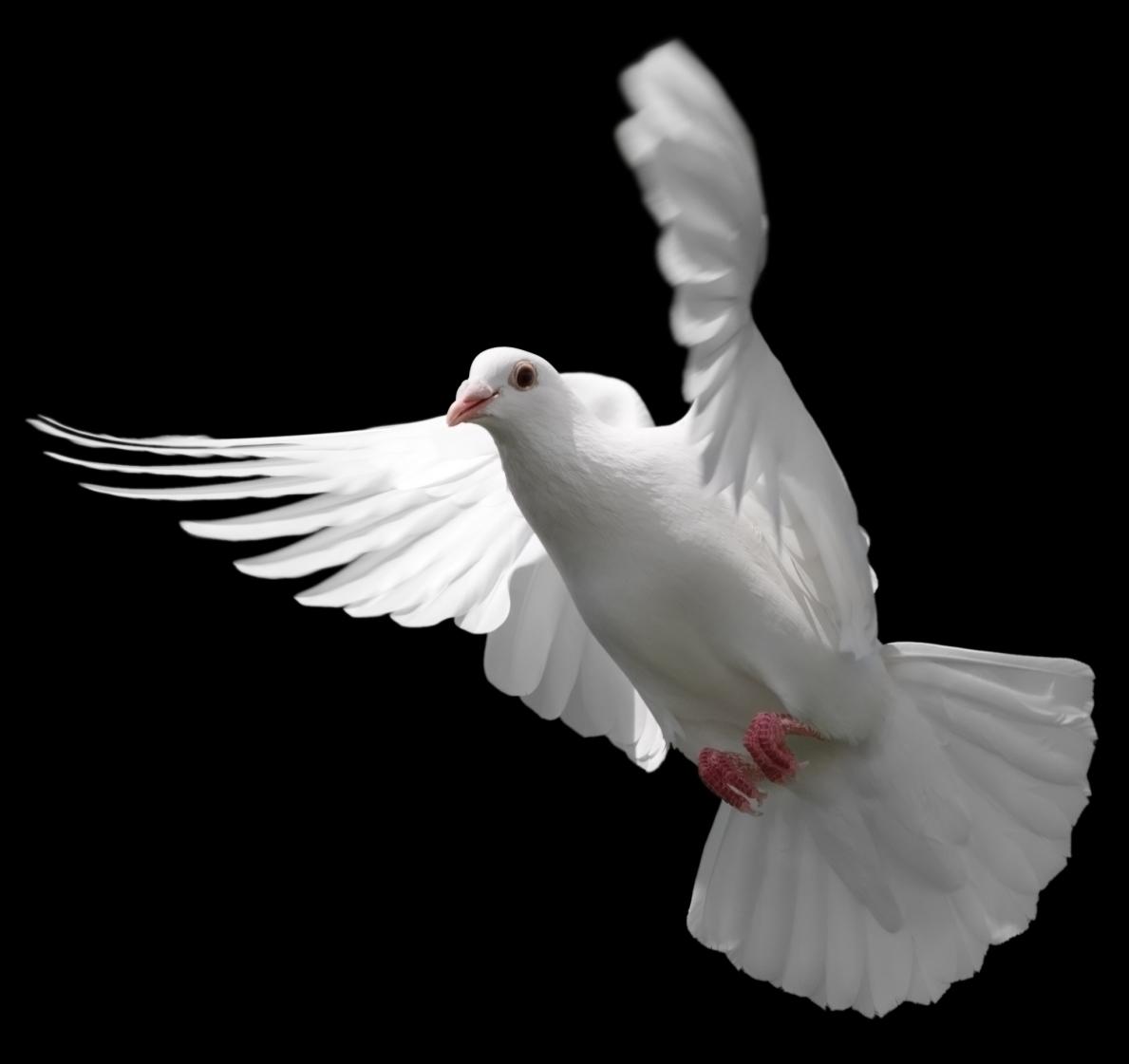 1189x1121 White Dove In Flight
