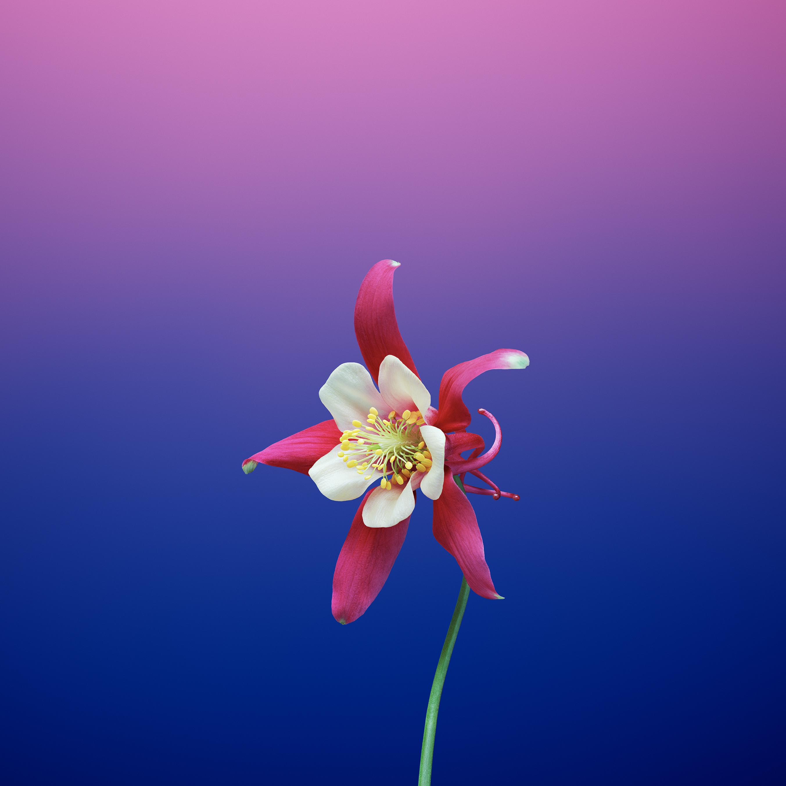 2706x2706 Download the new iOS 11 wallpaper