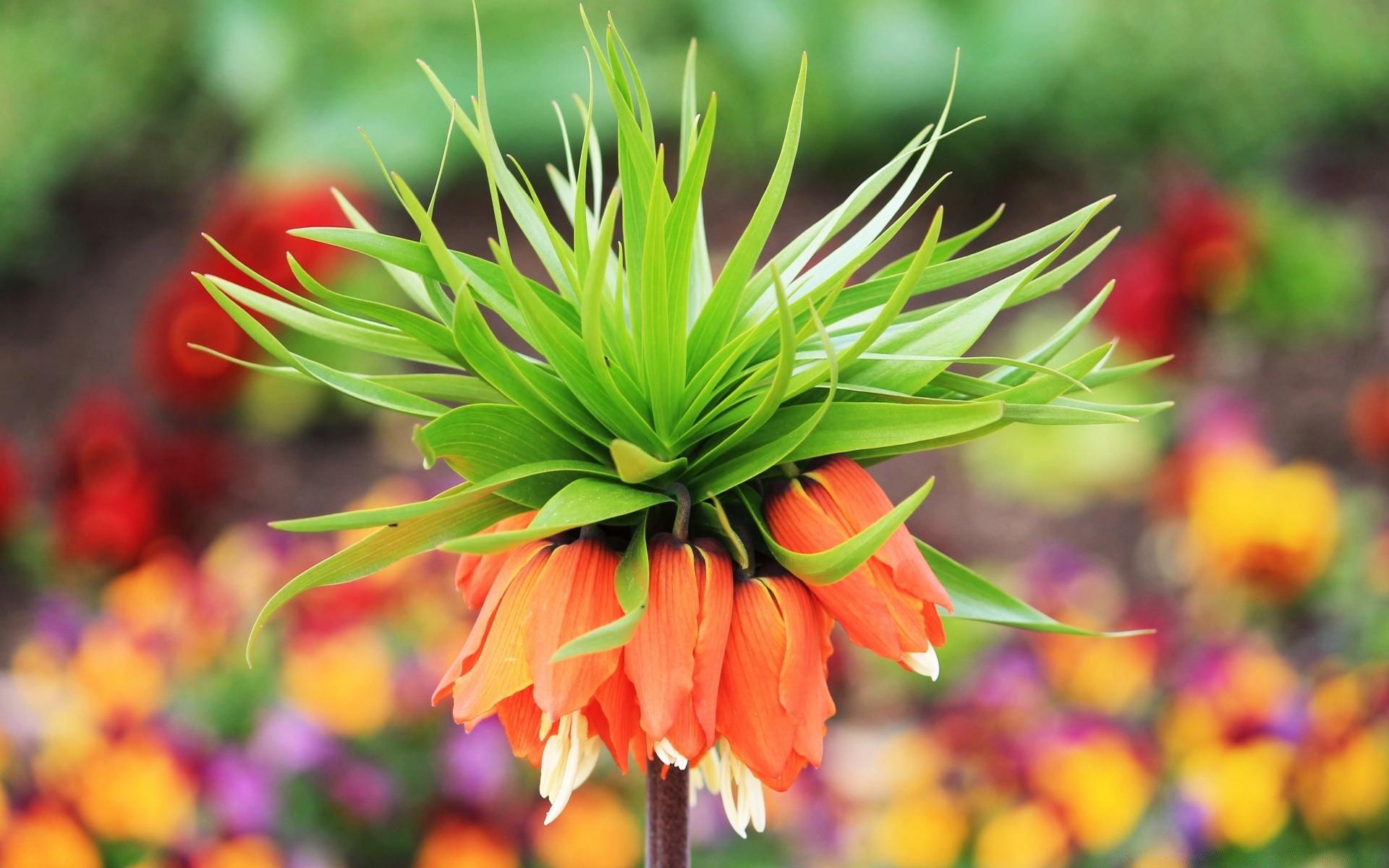 1920x1200 Amazing Flower Bokeh