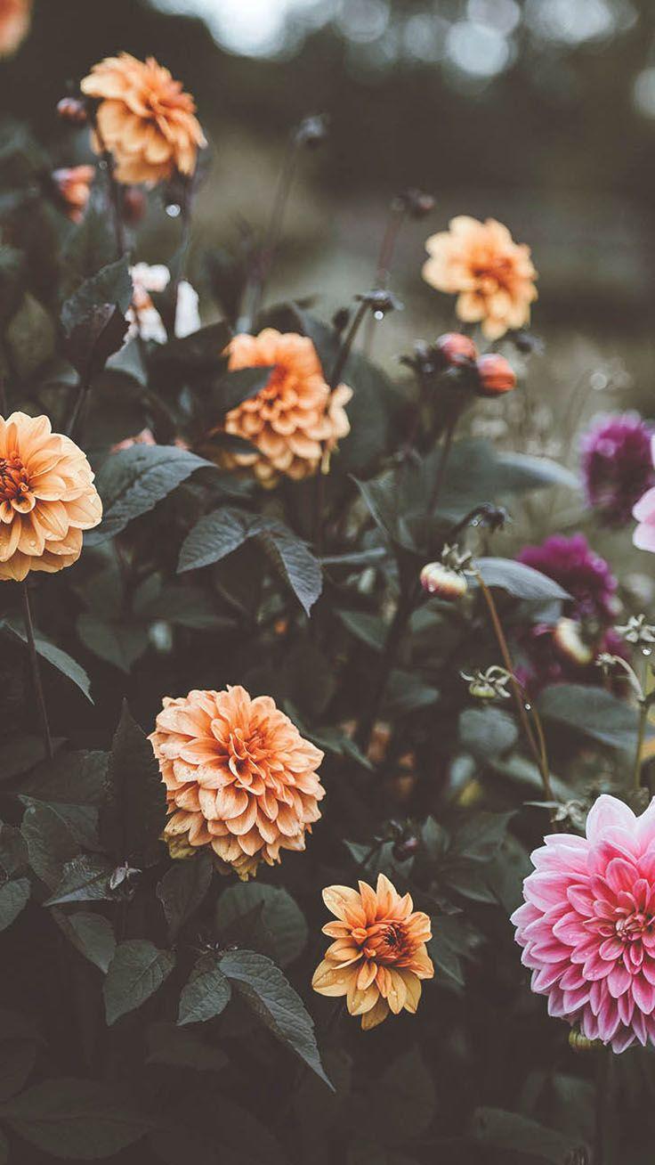 736x1308 Floral iPhone Wallpaper And Background