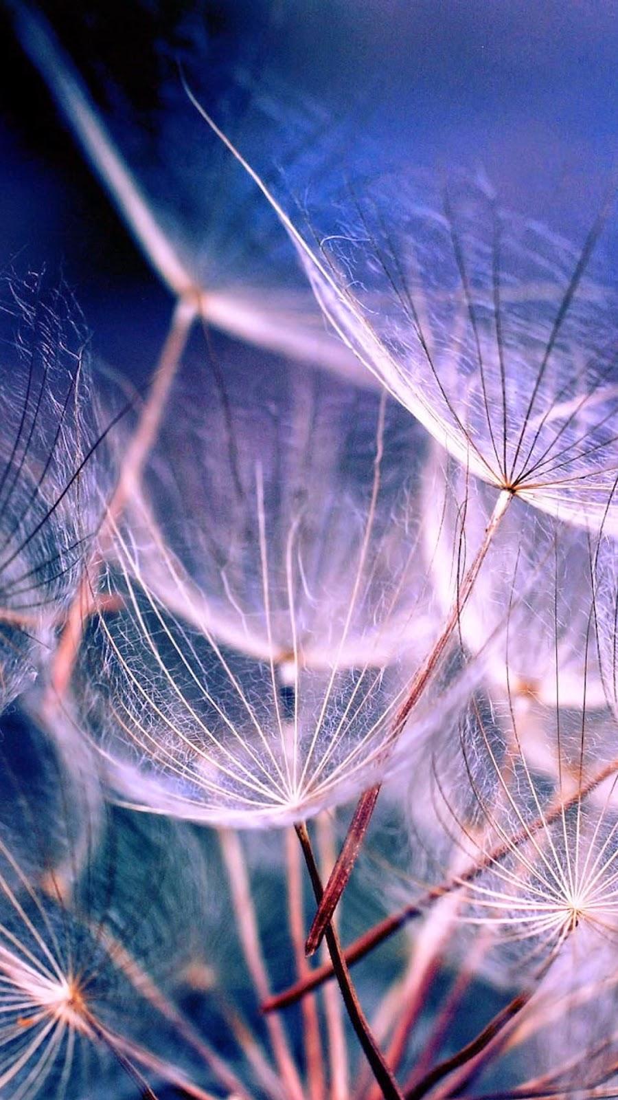 900x1600 HD Retina Wallpaper Collection of iPhone 6 Plus