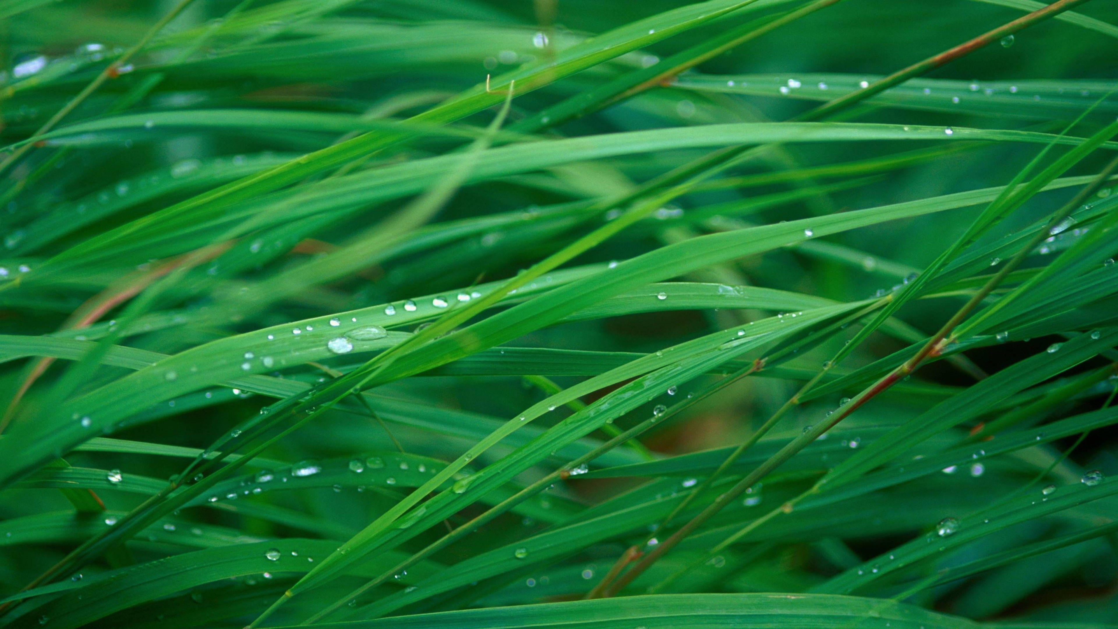 3840x2160 Green Wallpaper Macbook Pro
