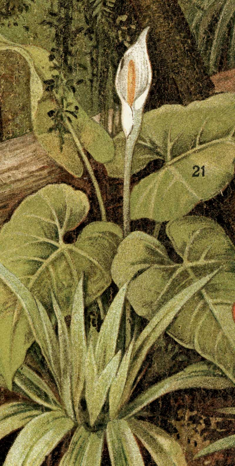 800x1584 Green Vintage Jungle Wall Mural