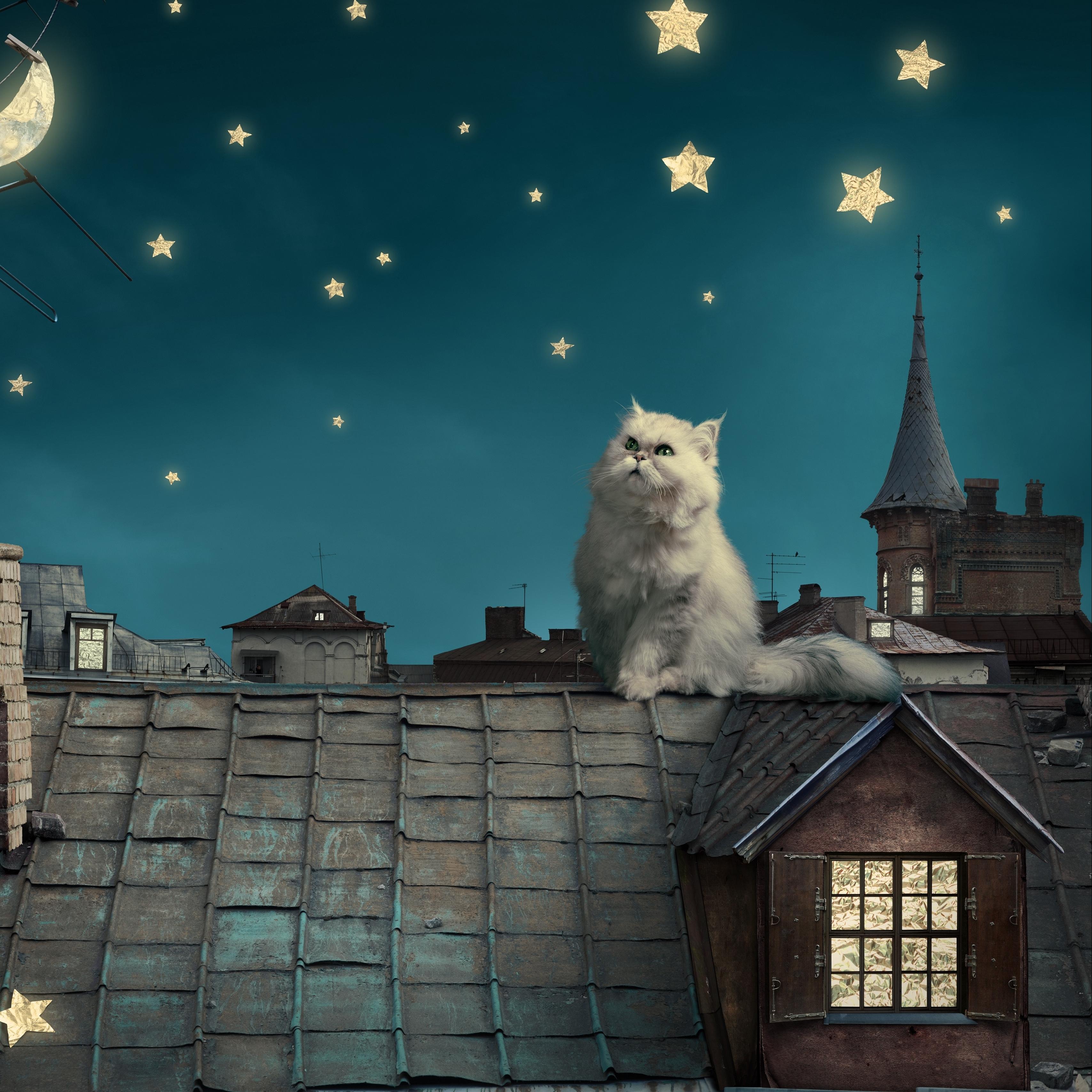 3415x3415 Wallpaper White Persian Cat, Kitten, Fairy Tale, Fantasy, On Rooftop At Night
