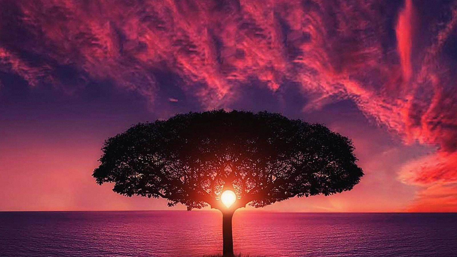 1600x900 Tree, Sunset and Purple Sky Wallpaper