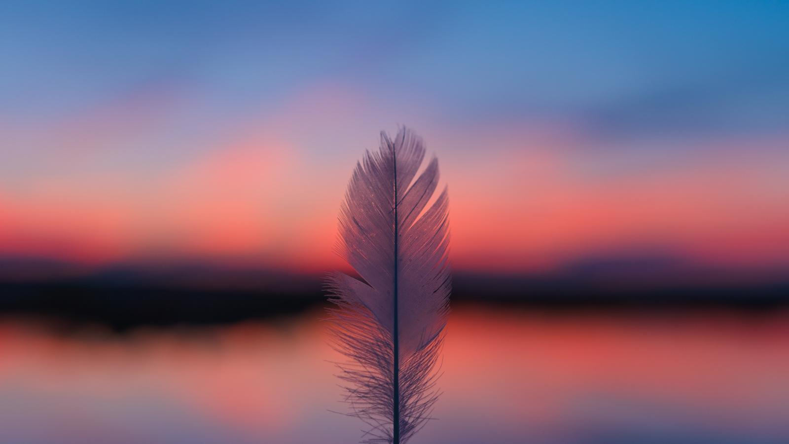 1600x900 Download Feather, focus, blur, sunset wallpaper, 1600x Widescreen 16: Widescreen