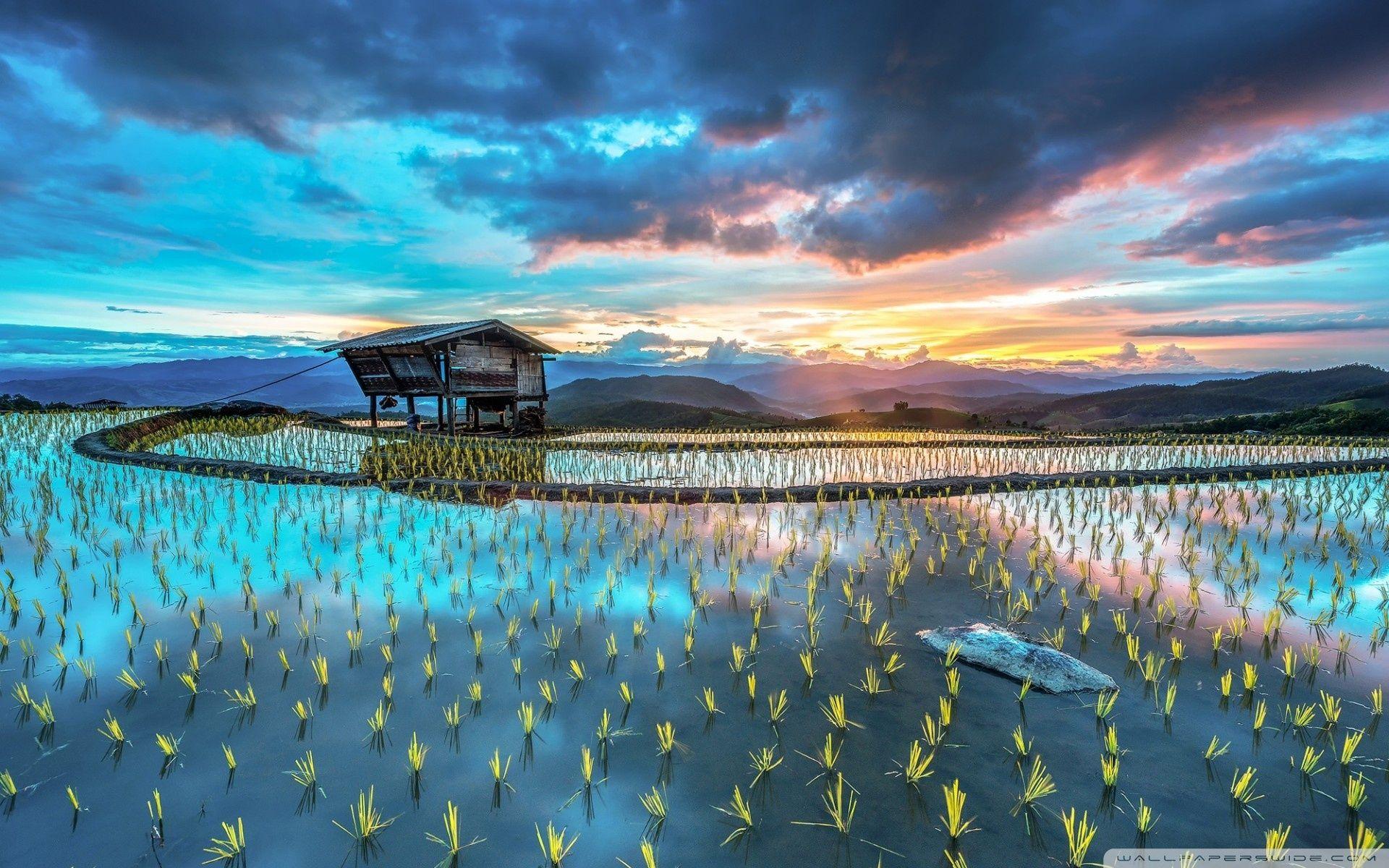 1920x1200 Asia Plantation Of Rice ❤ 4K HD Desktop Wallpaper for 4K Ultra HD