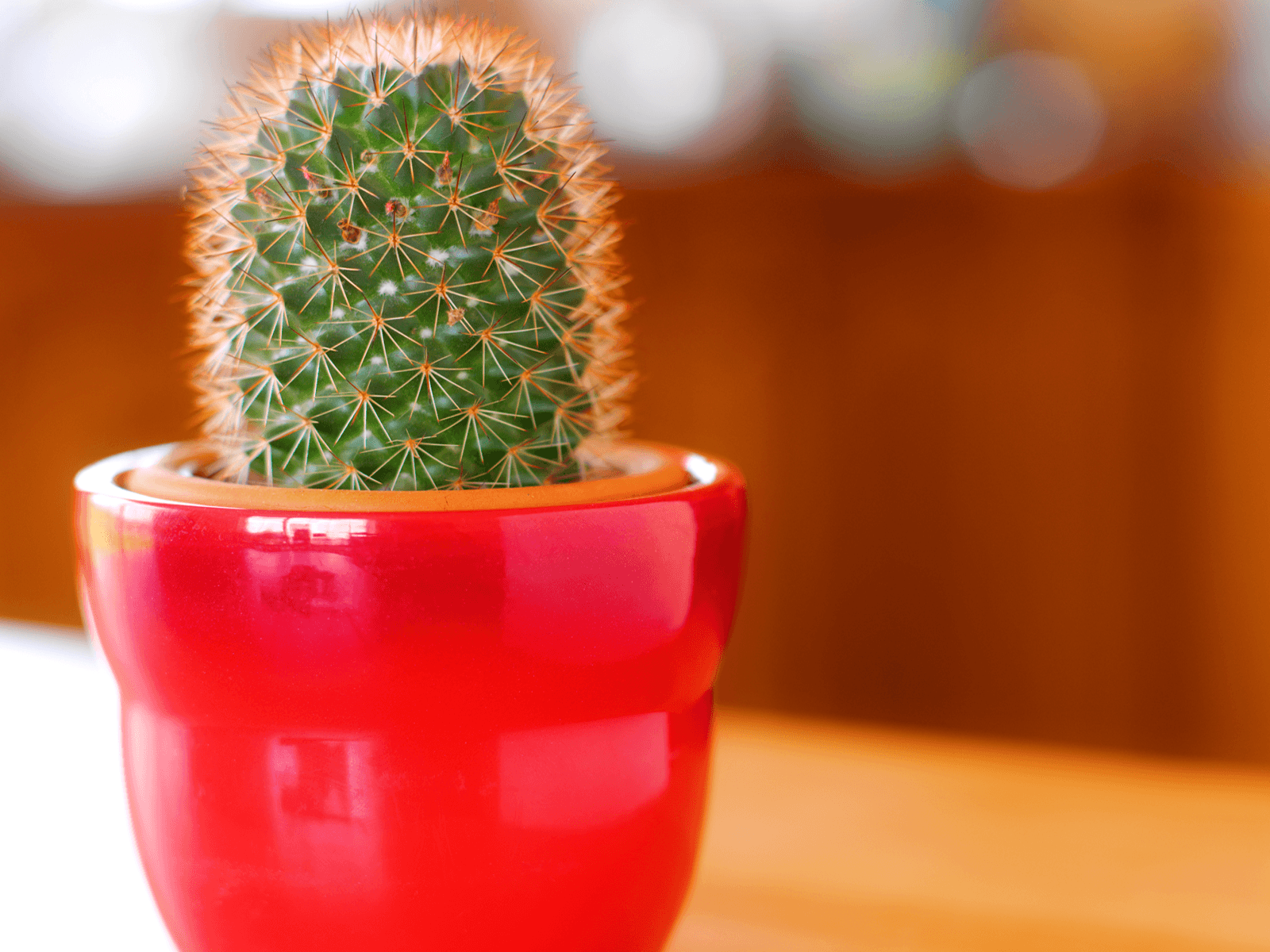 1600x1200 Cactus Computer Wallpaper, HD Cactus Computer Background on WallpaperBat