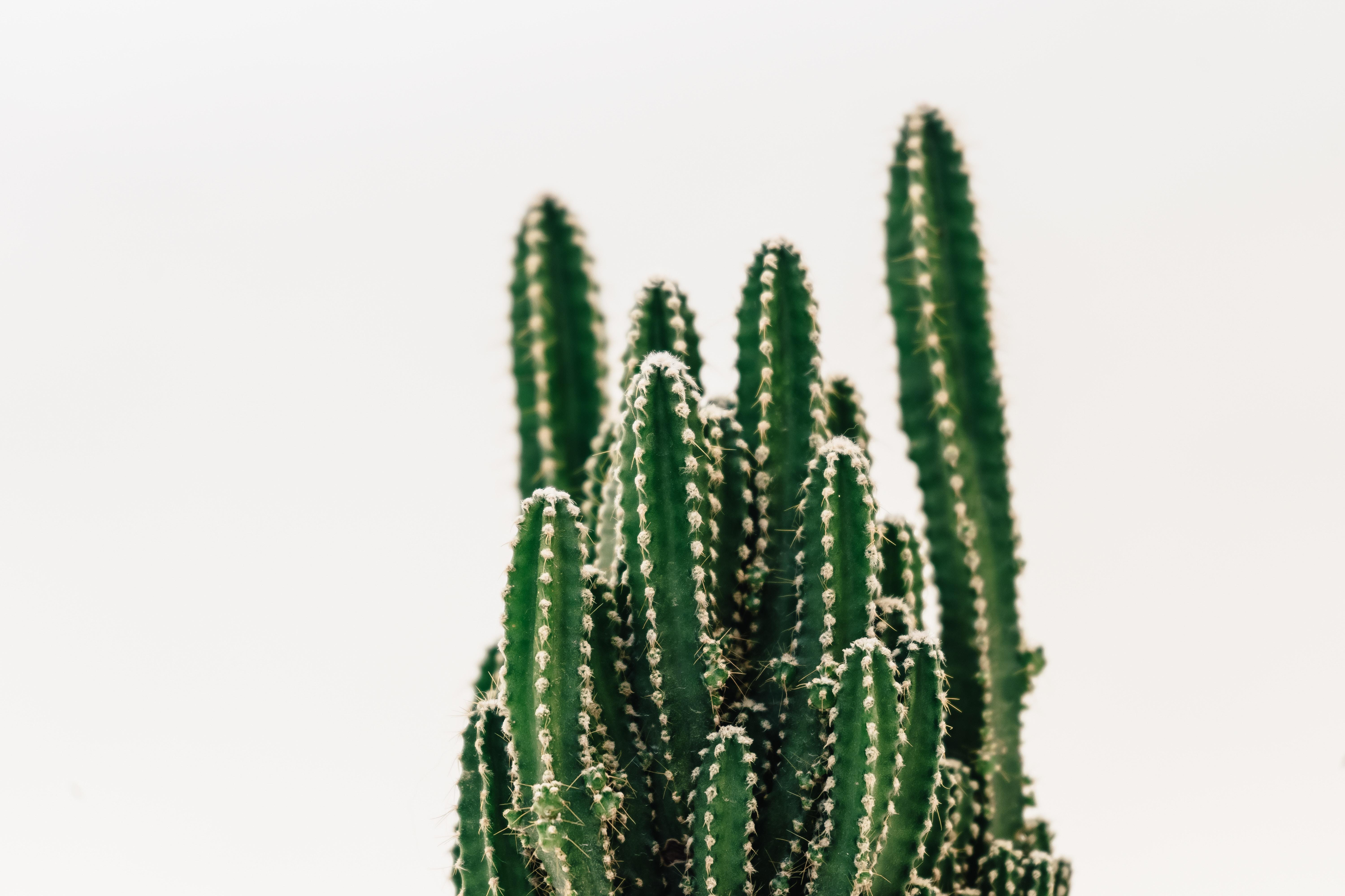 6000x4000 Close Up Photography Of Cactus · Free