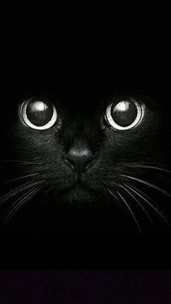 720x1280 Download Black cat Wallpaper HD