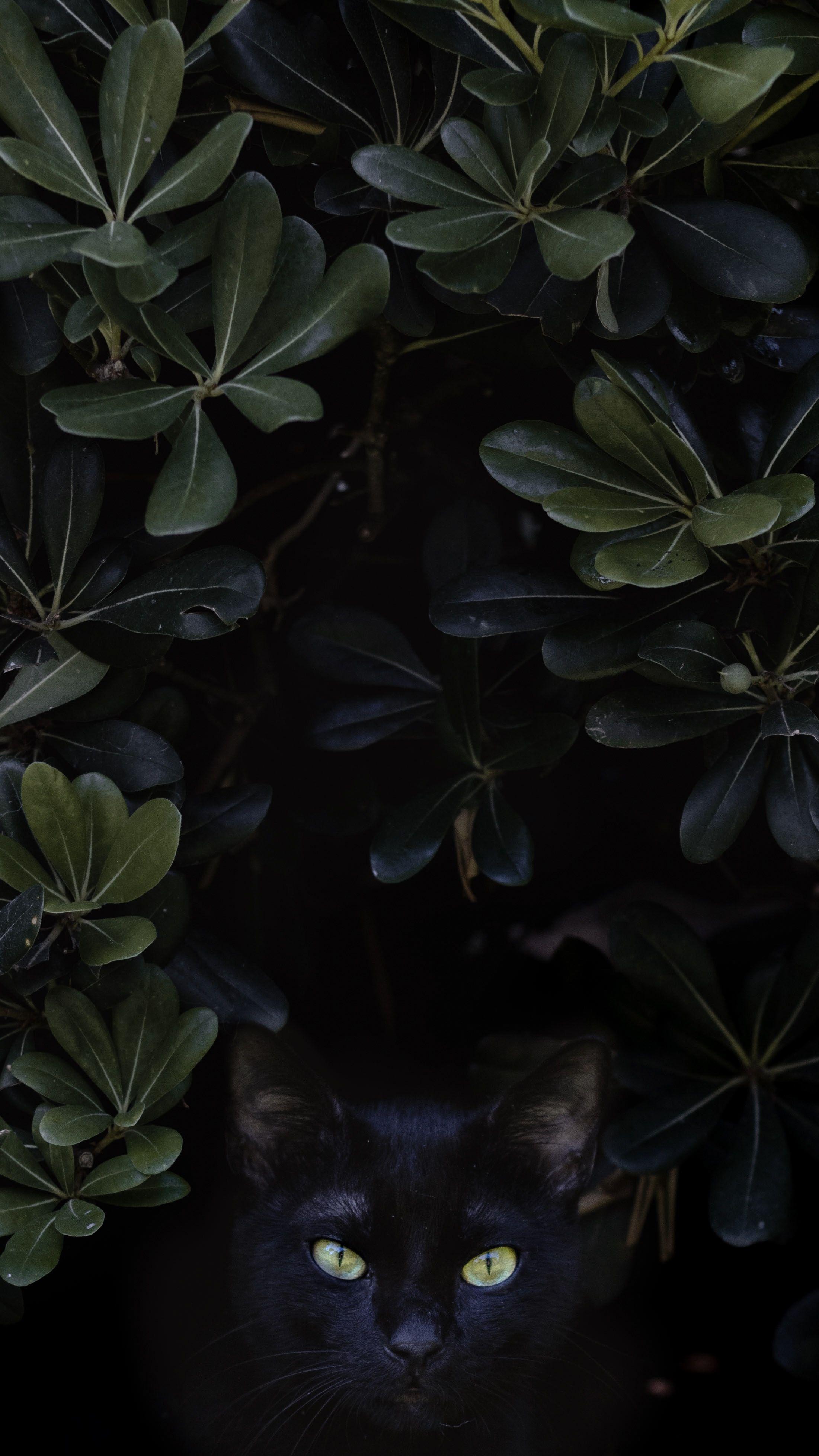 2201x3913 Hd Wallpaper Of Black Cat