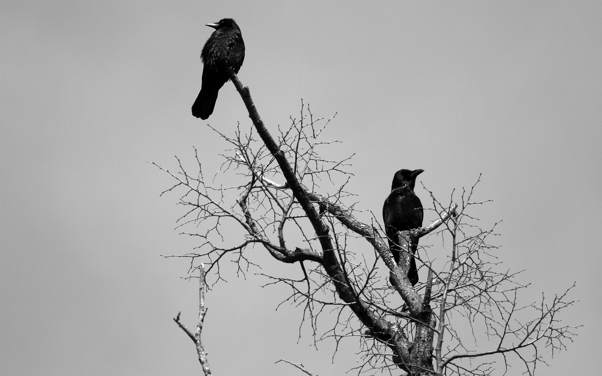 1920x1200 animals, Birds, Crows, Ravens, Gothic, Dark Wallpaper HD / Desktop and Mobile Background