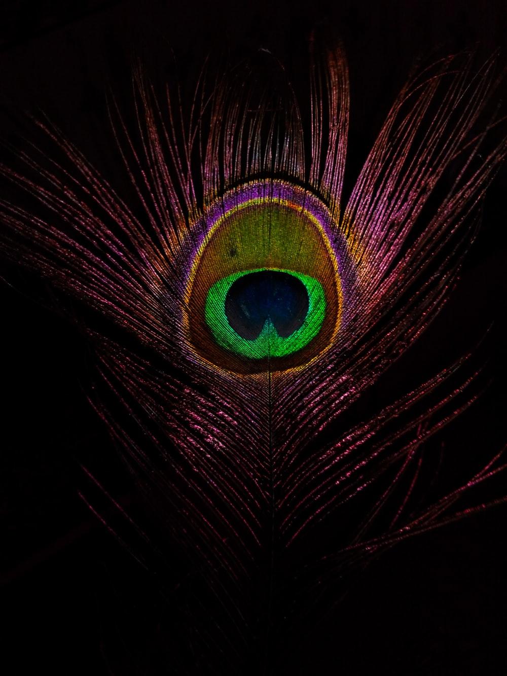 1000x1333 closeup photo of green and purple feather photo