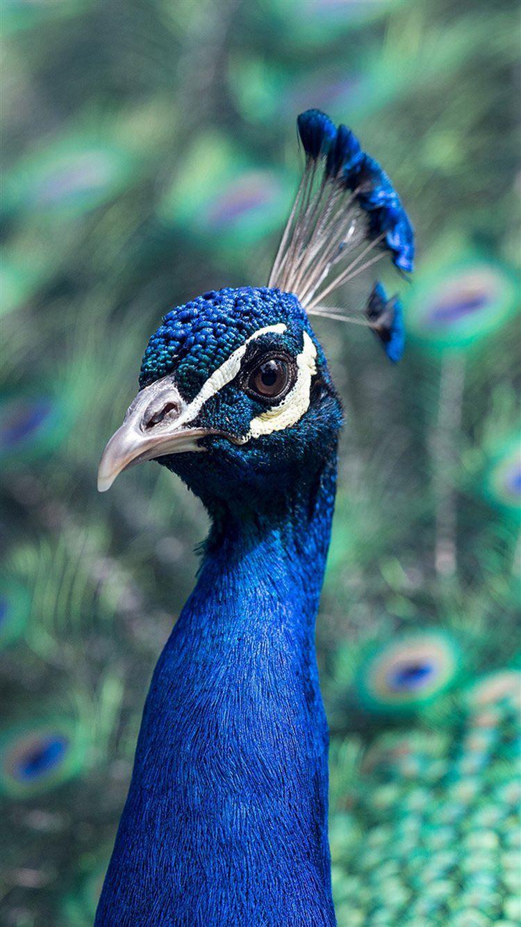 750x1334 Peacock Animal Bird Nature Blue iPhone 8 Wallpaper Free Download